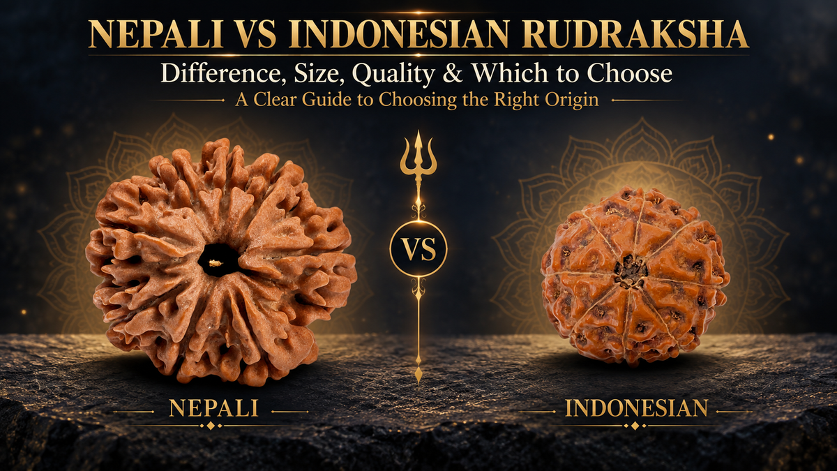 Original Nepali and Indonesian 8 Mukhi Rudraksha comparison showing differences in size, surface texture and Mukhi lines.