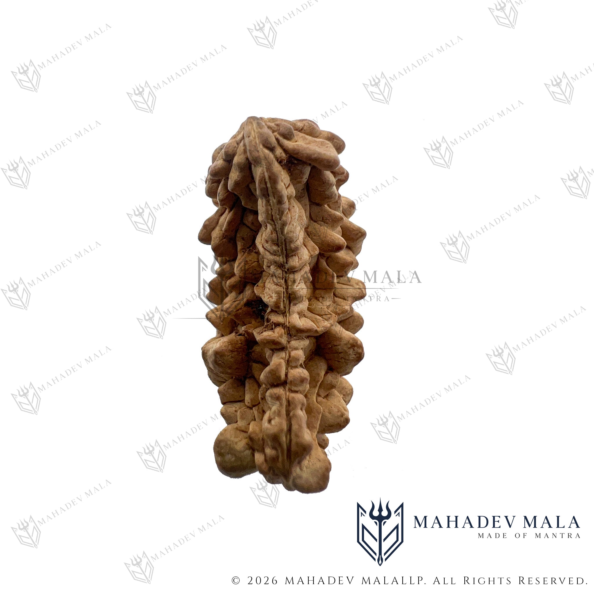 Side profile of natural Indian 1 Mukhi Rudraksha Kaju Shape bead