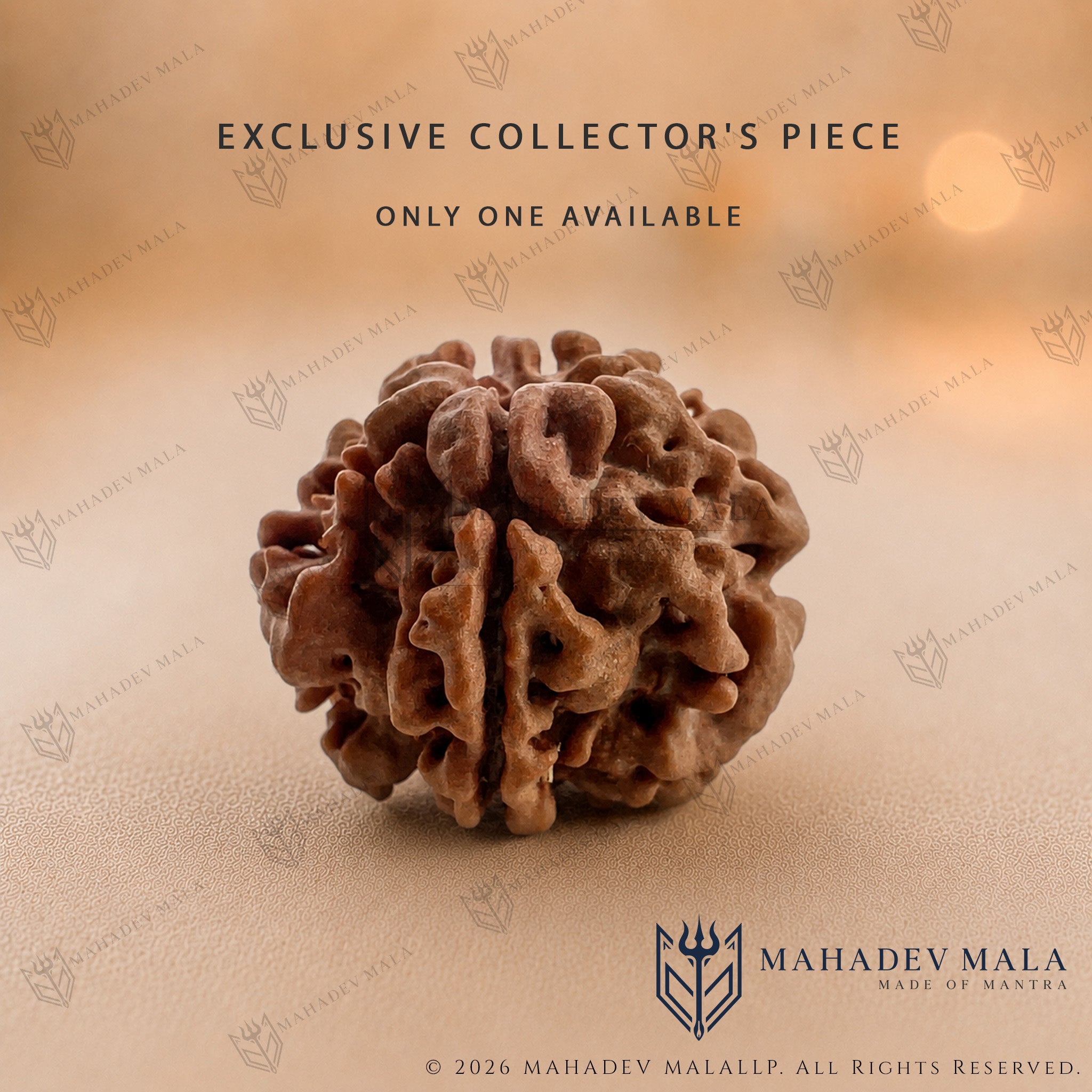 Natural Nepali 1 Mukhi Underdeveloped Rudraksha on a warm beige background