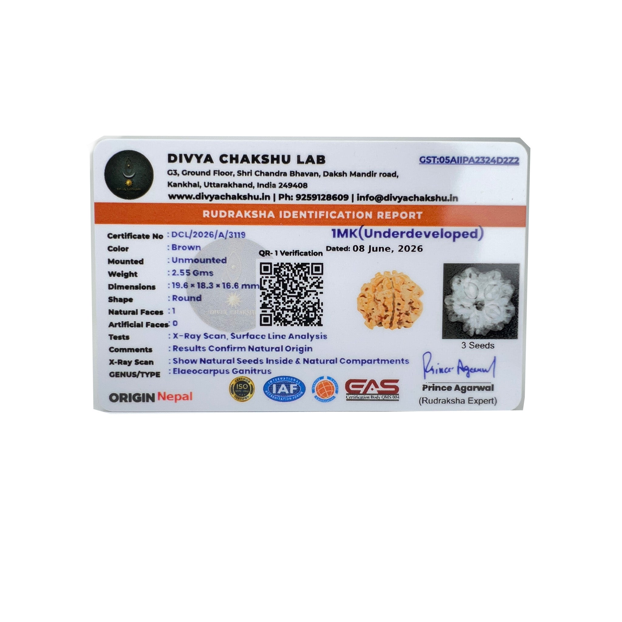 Individual X-ray lab certificate for natural Nepali 1 Mukhi Underdeveloped Rudraksha