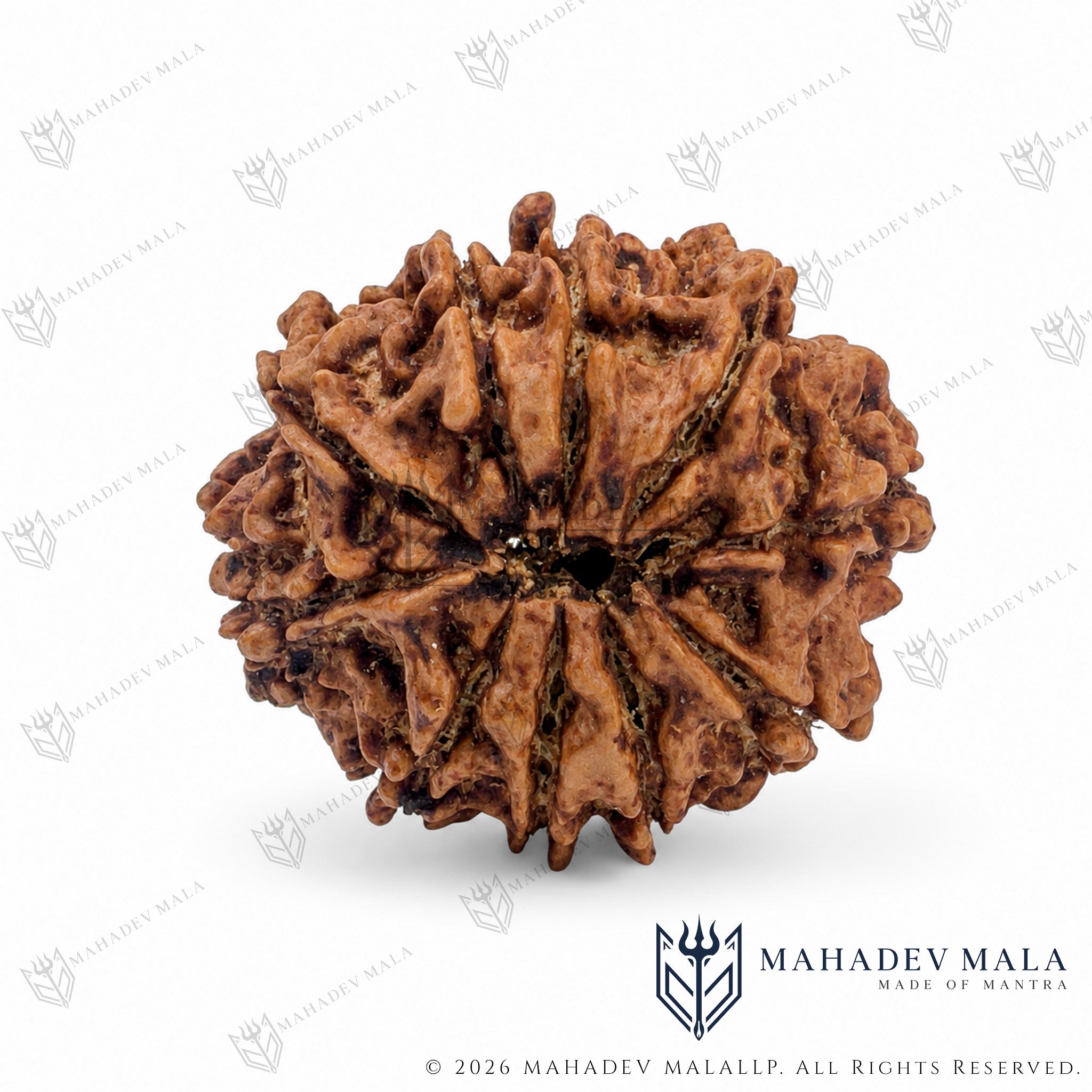 Natural Nepali 10 Mukhi Rudraksha bead on a warm beige background