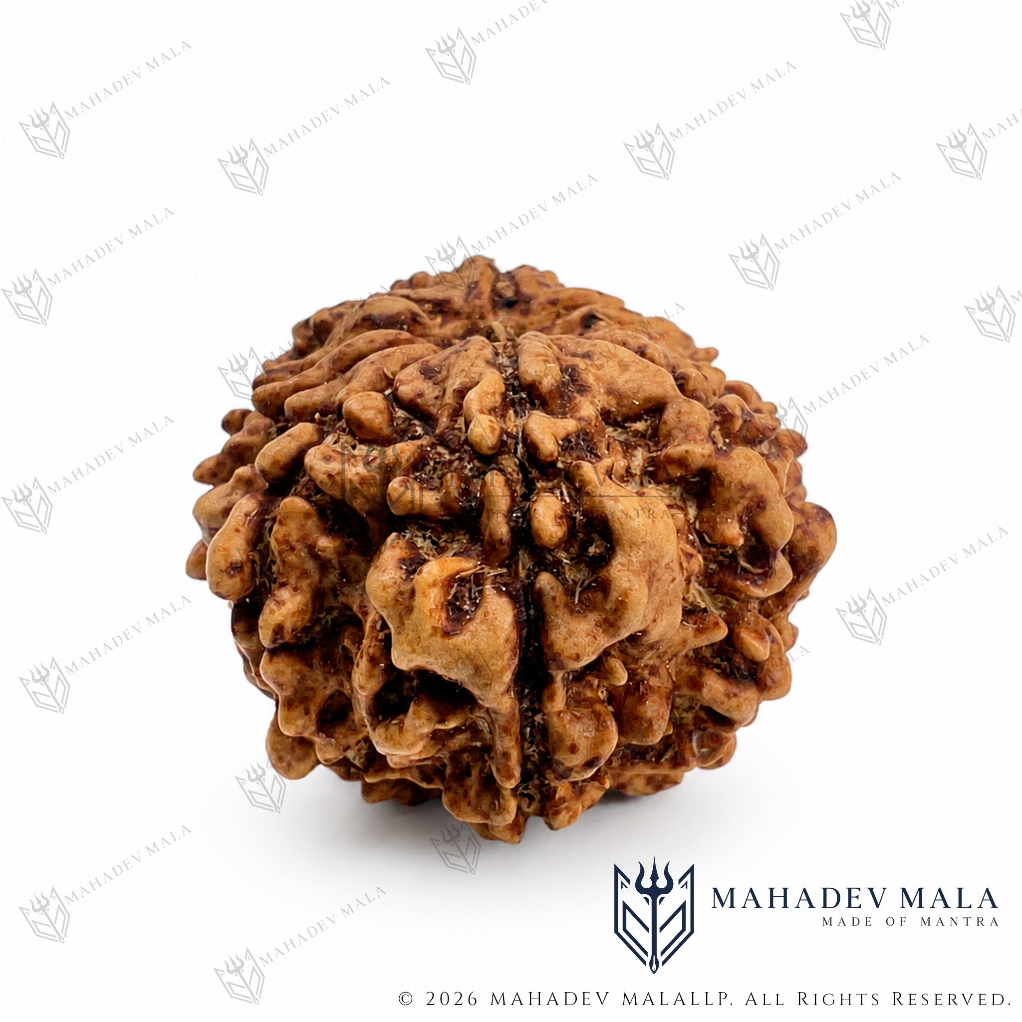 Side surface of natural Nepali 10 Mukhi Rudraksha showing its Mukhi lines
