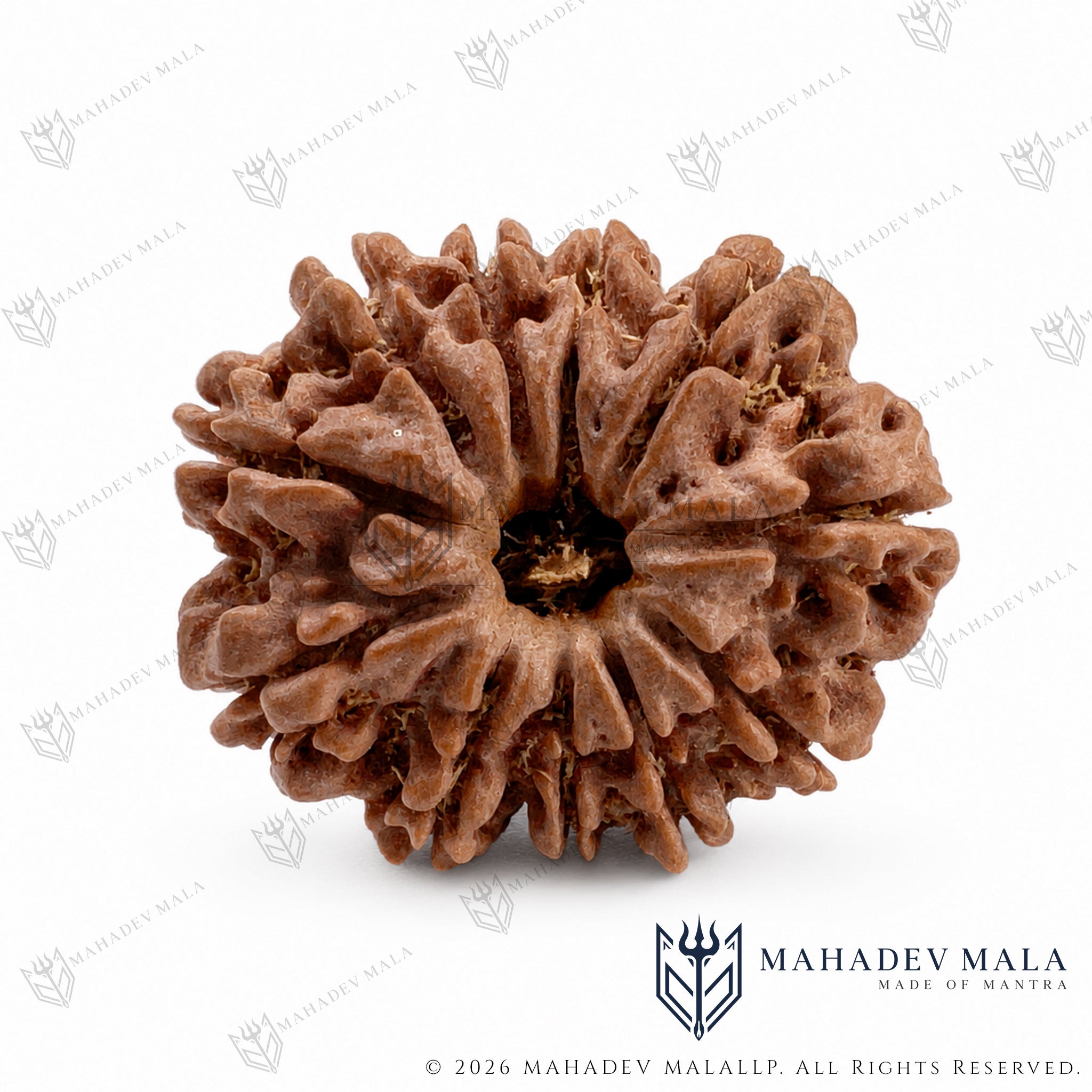 Central hole view of natural certified Nepali 11 Mukhi Rudraksha bead