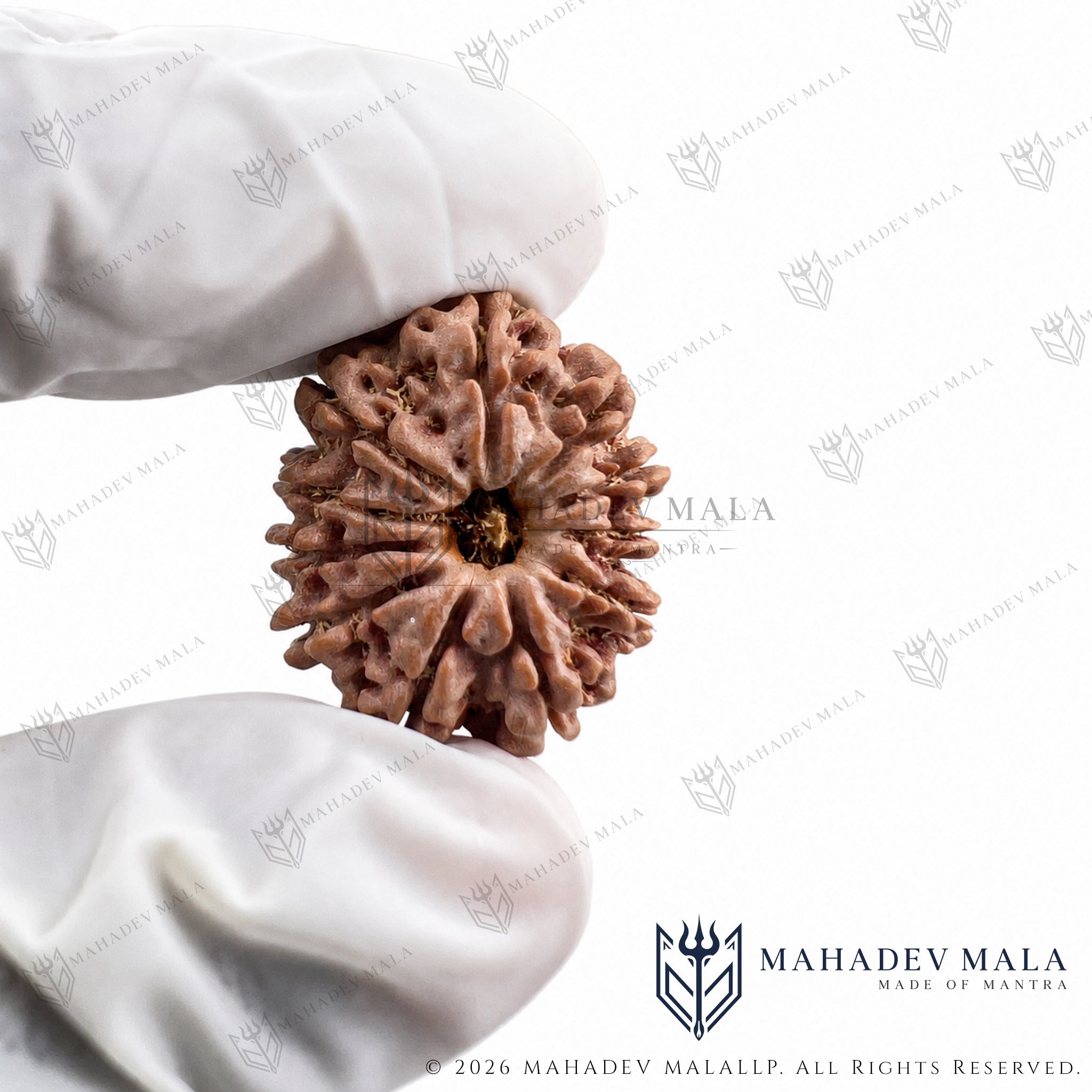 Natural Nepali 11 Mukhi Rudraksha bead held in a gloved hand