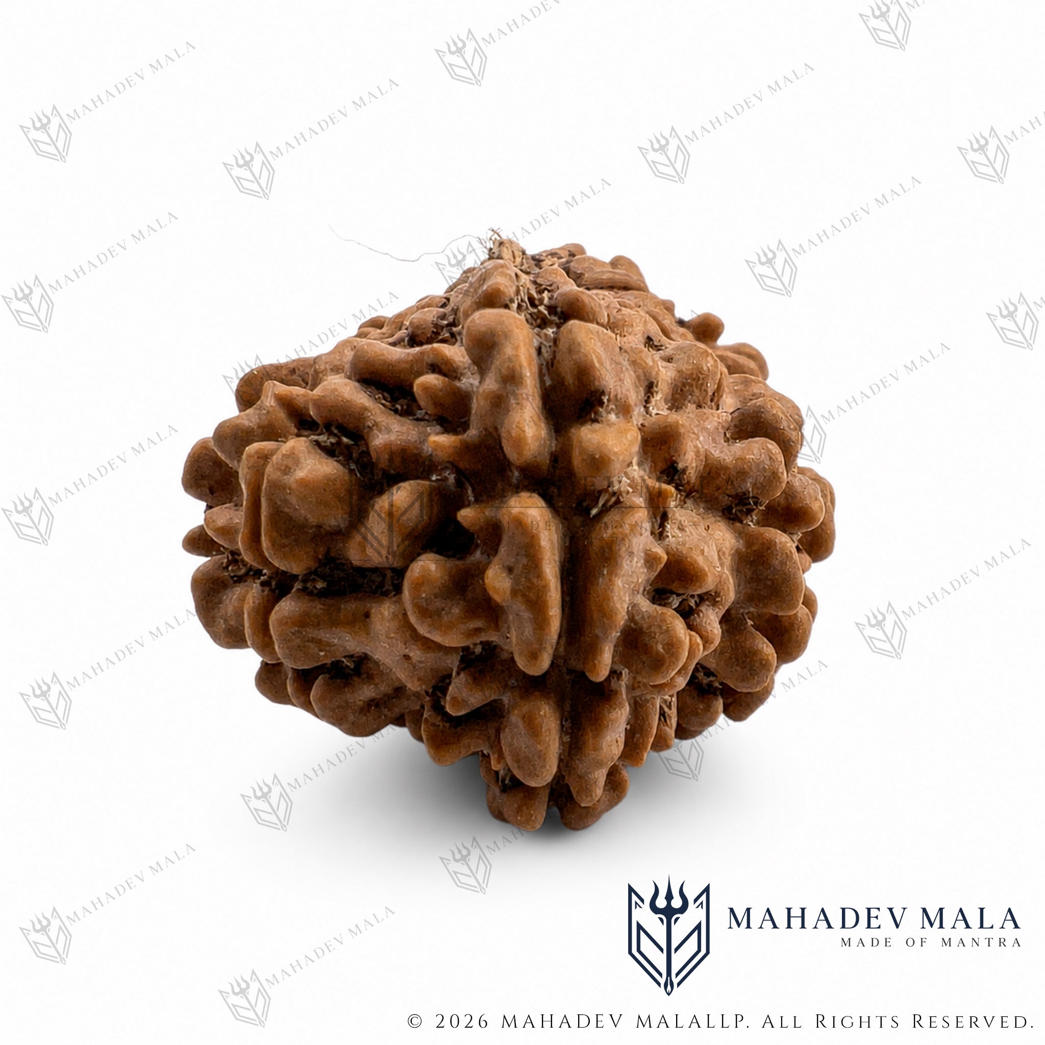 Alternate face view of natural certified Nepali 12 Mukhi Rudraksha bead
