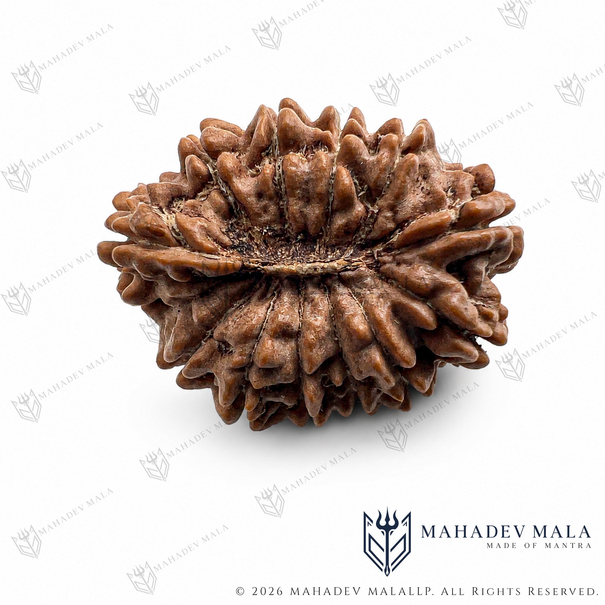 Natural surface and Mukhi lines of Nepali 12 Mukhi Rudraksha bead