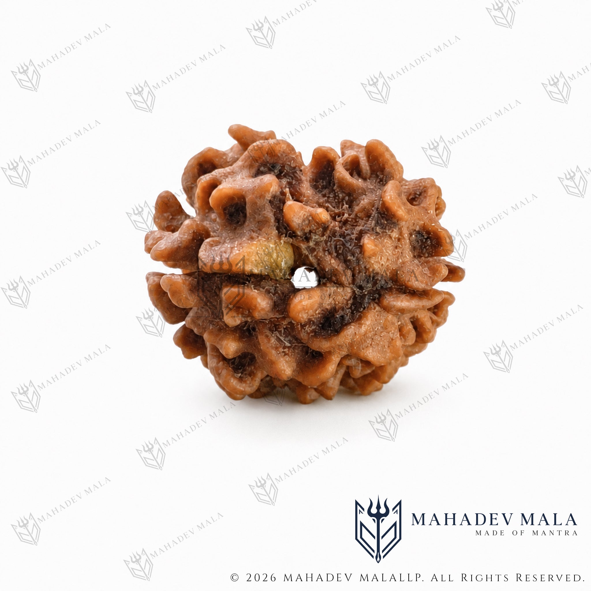 Alternate view showing the natural faces of Indian 2 Mukhi Rudraksha