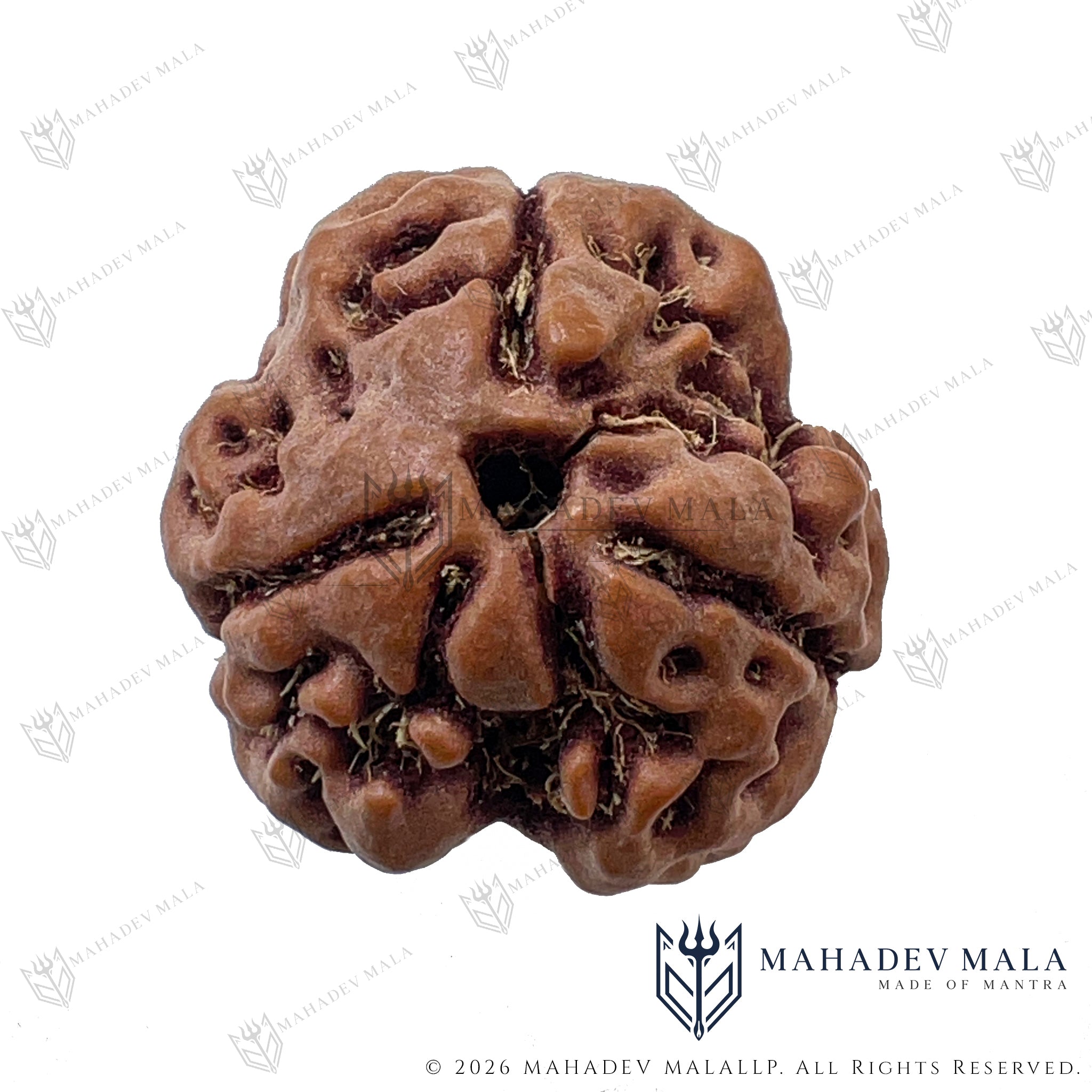 Front view of natural certified Nepali 3 Mukhi Rudraksha bead