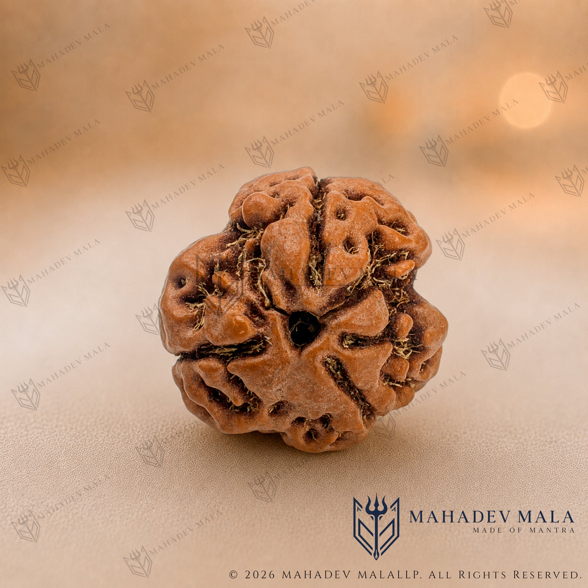 Natural Nepali 3 Mukhi Rudraksha bead on a warm beige background