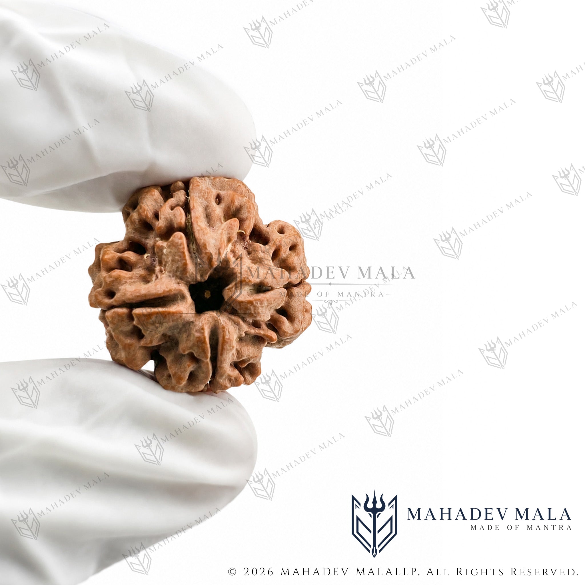 Natural Nepali 4 Mukhi Rudraksha bead held in hand