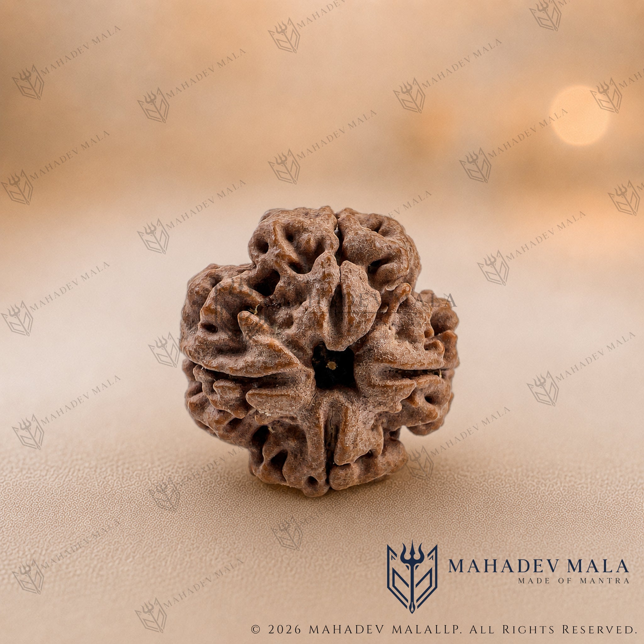 Natural Nepali 4 Mukhi Rudraksha bead on a warm beige background
