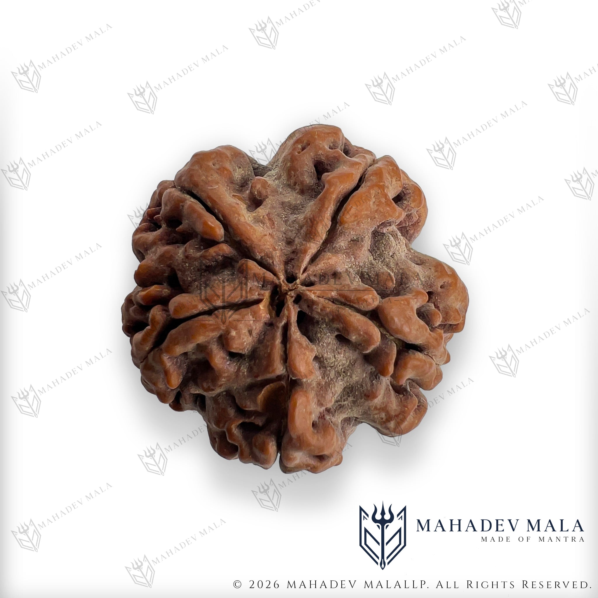 Angled view of natural Nepali 5 Mukhi Rudraksha showing its five faces