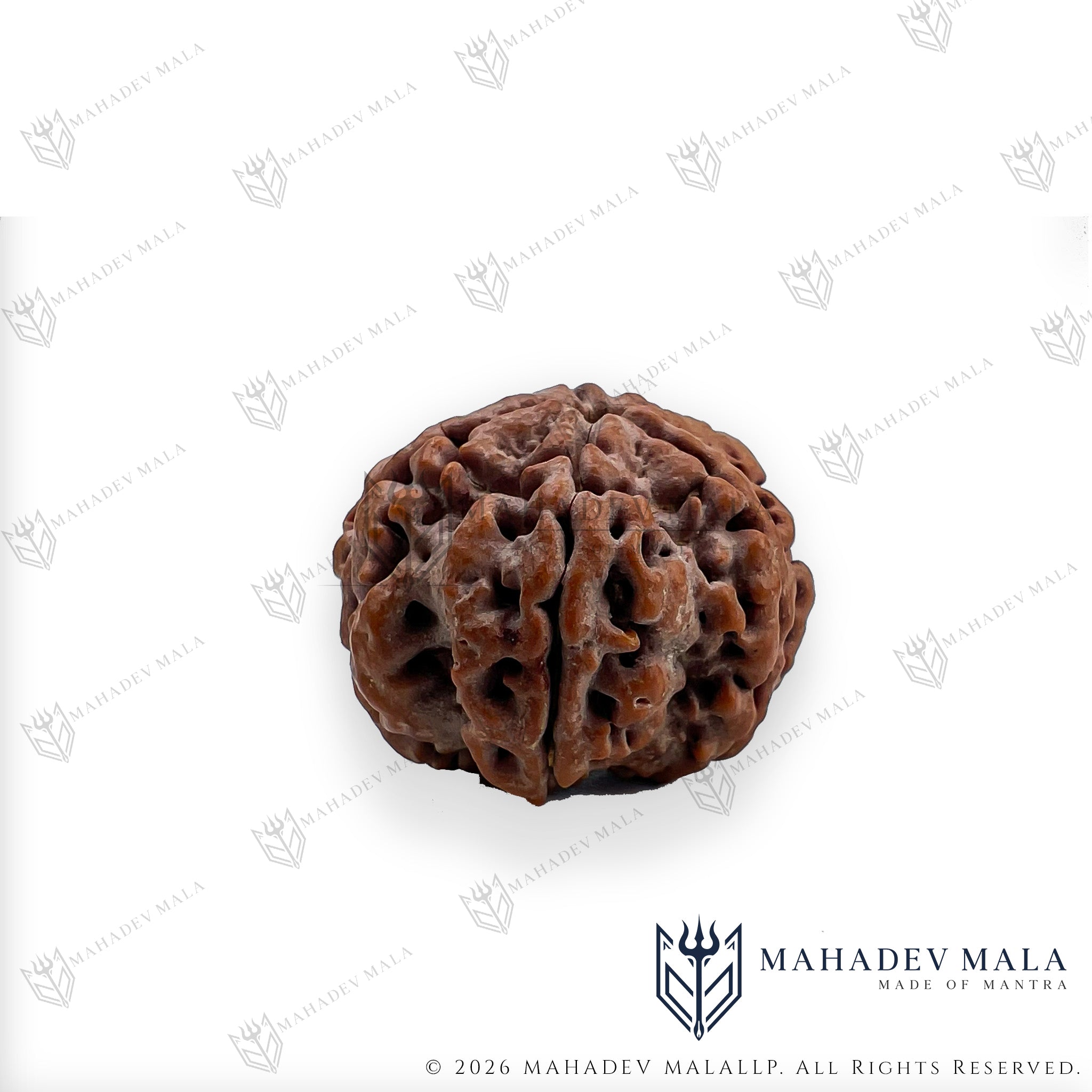 Back view of natural certified Nepali 5 Mukhi Rudraksha bead