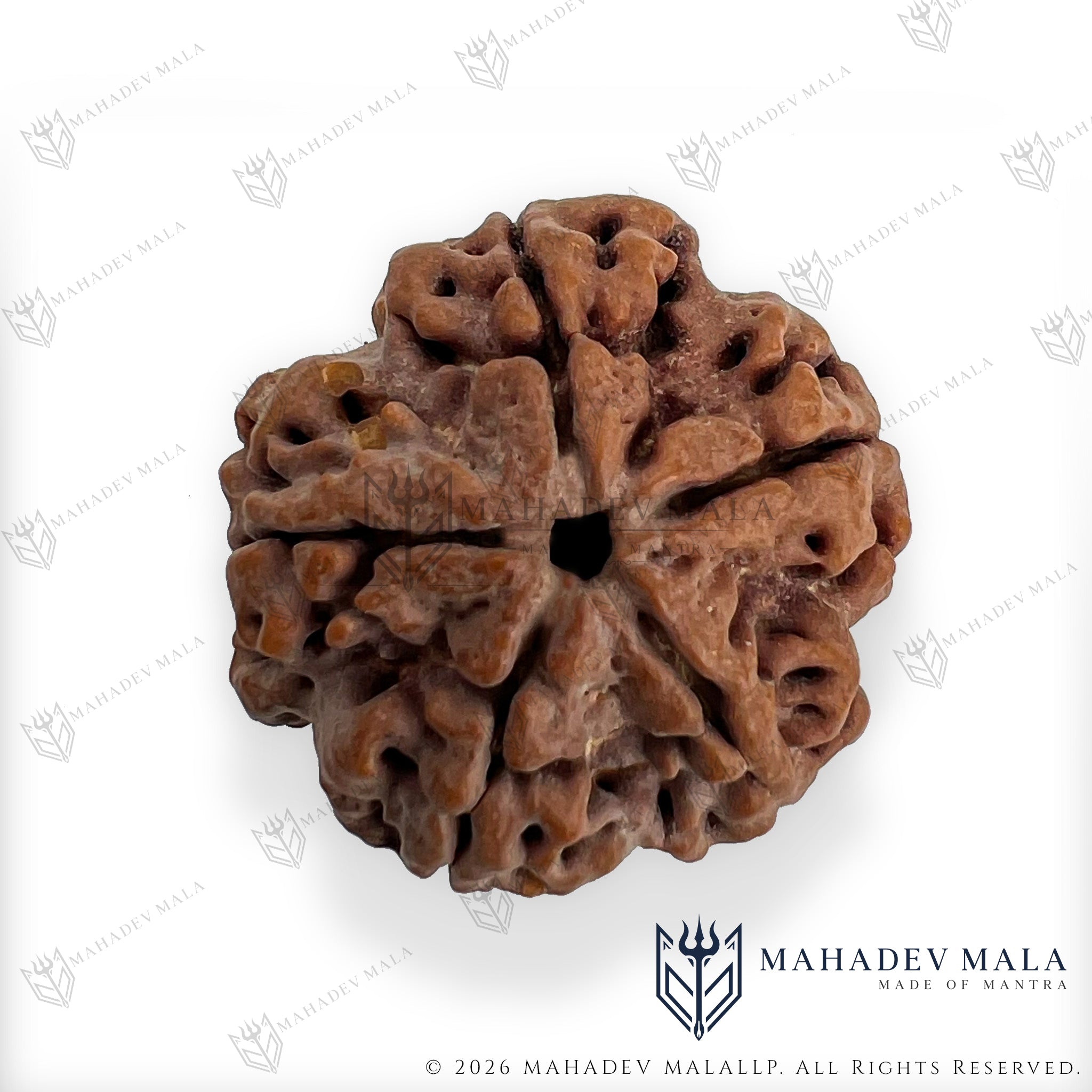 Front view of natural certified Nepali 5 Mukhi Rudraksha bead