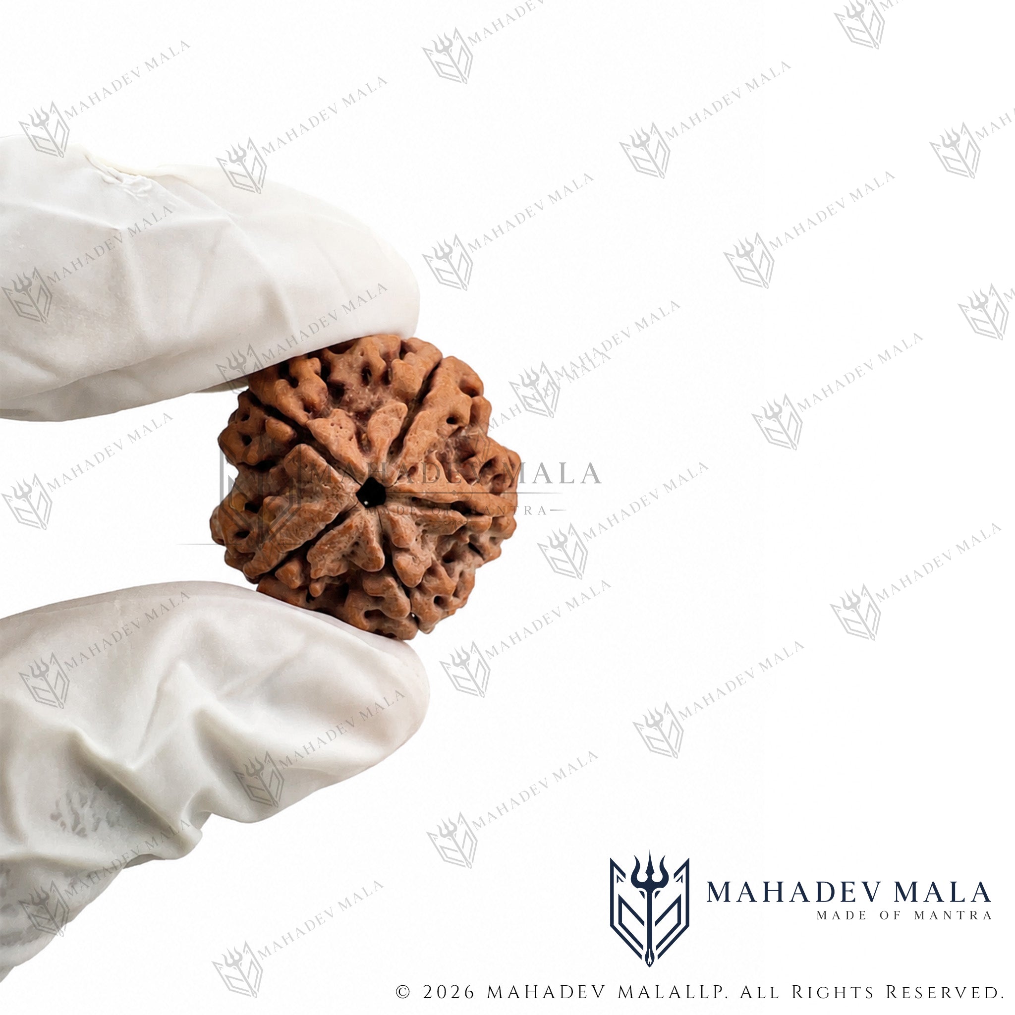 Natural Nepali 5 Mukhi Rudraksha bead held in hand