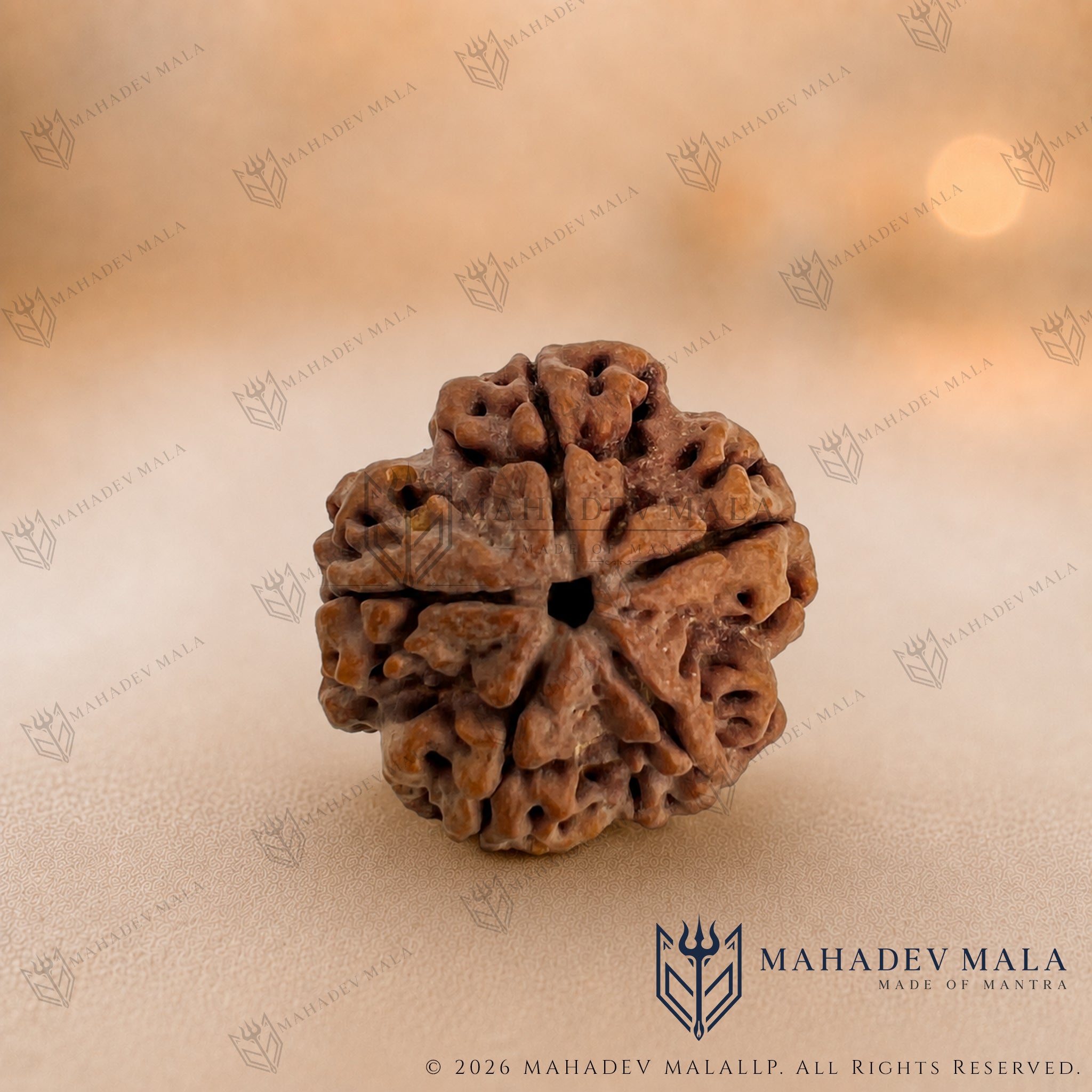 Natural Nepali 5 Mukhi Rudraksha bead on a warm beige background