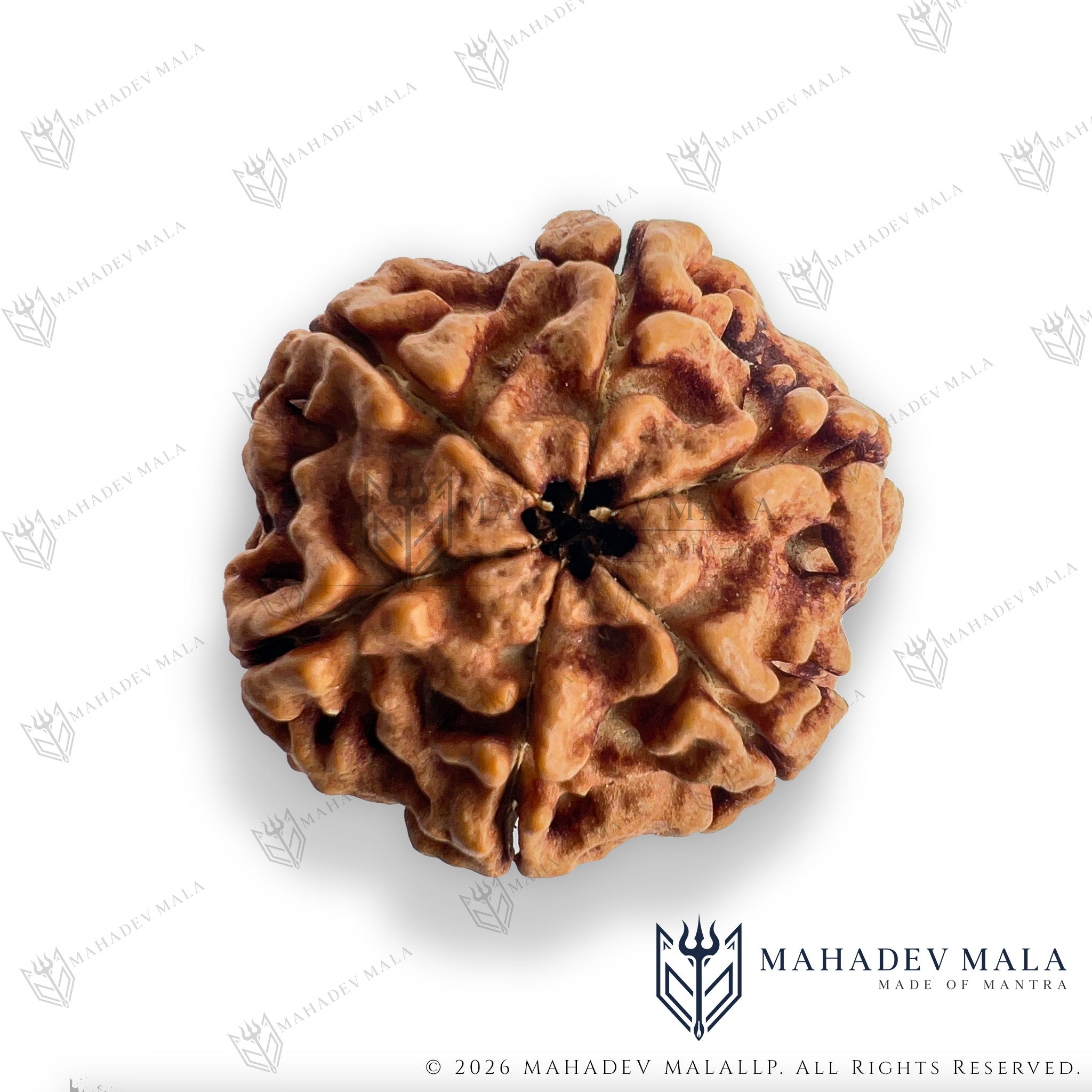 Front view of natural certified Nepali 6 Mukhi Rudraksha bead