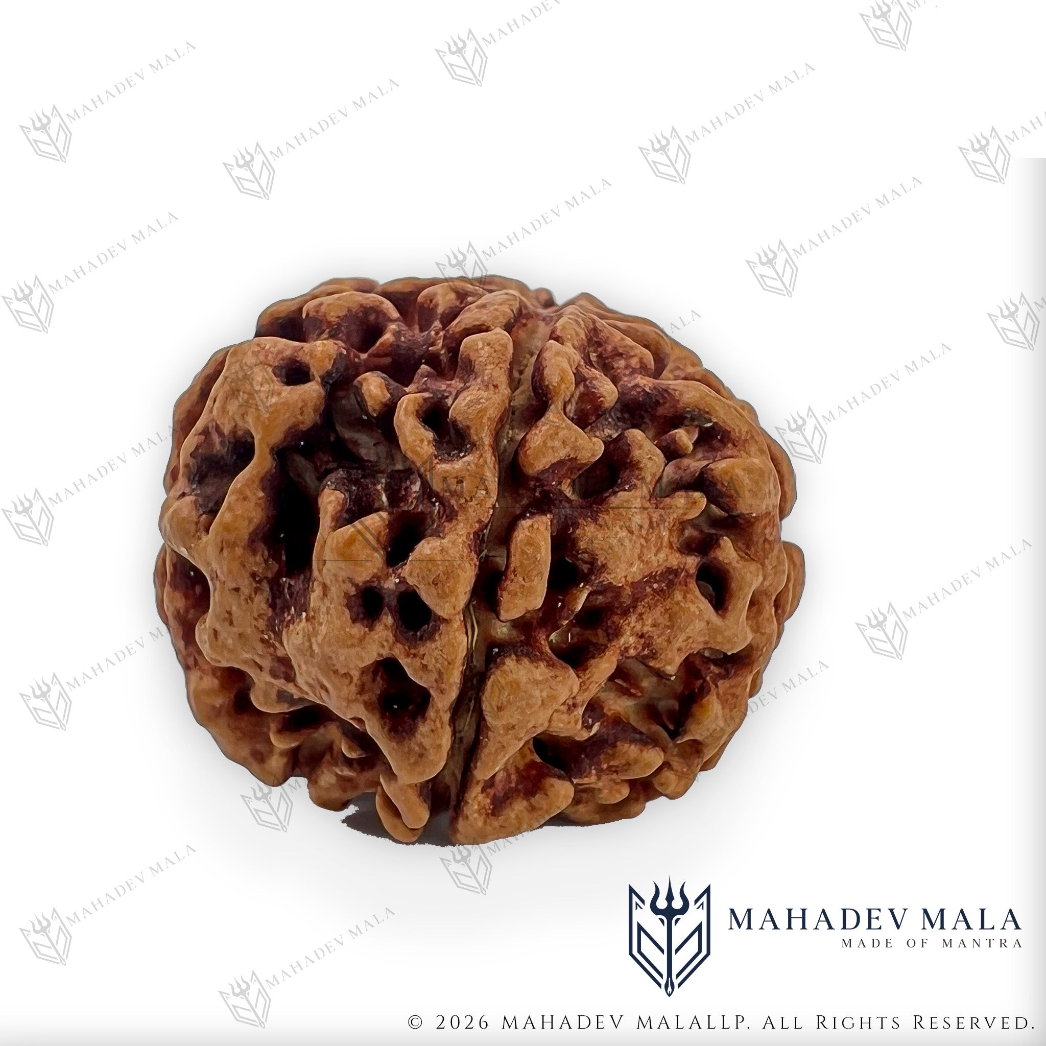 Side view of natural certified Nepali 6 Mukhi Rudraksha bead showing its six faces