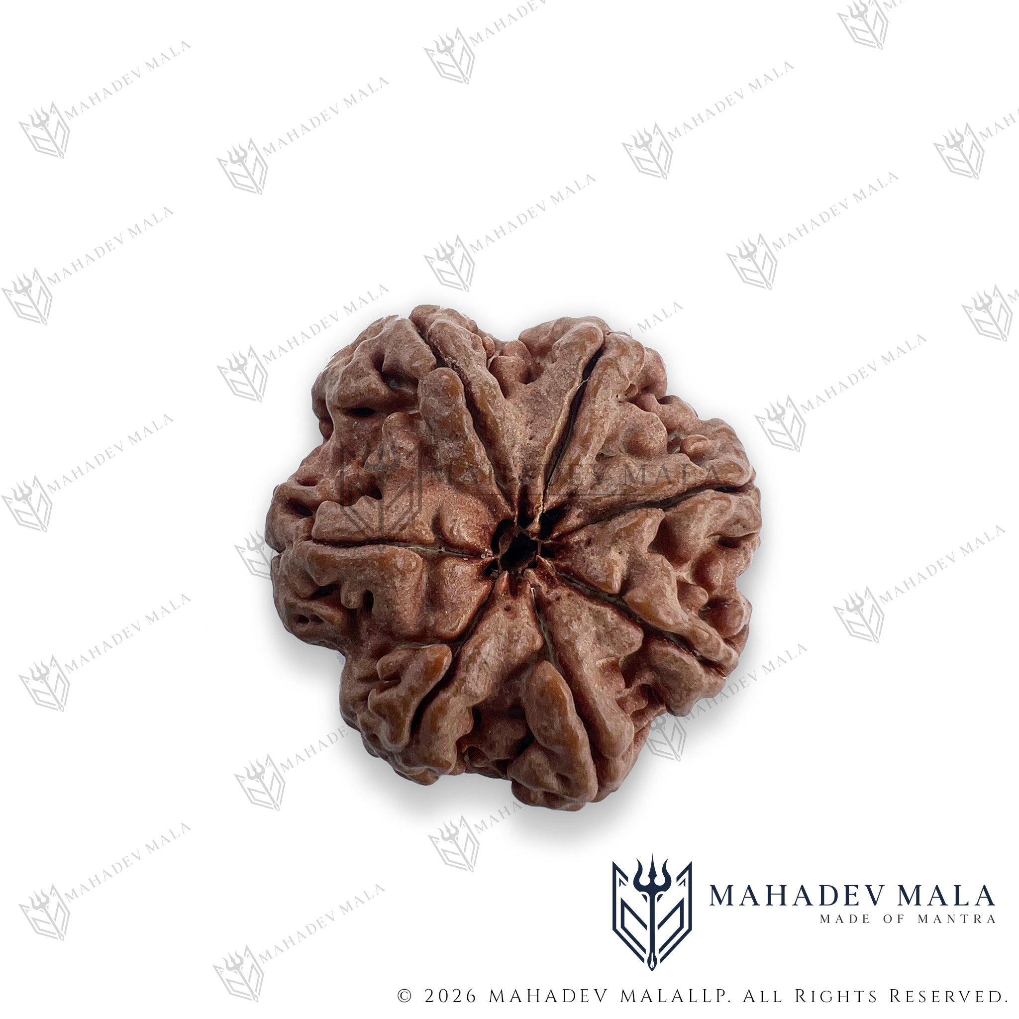 Alternate face view of natural Nepali 7 Mukhi Rudraksha bead