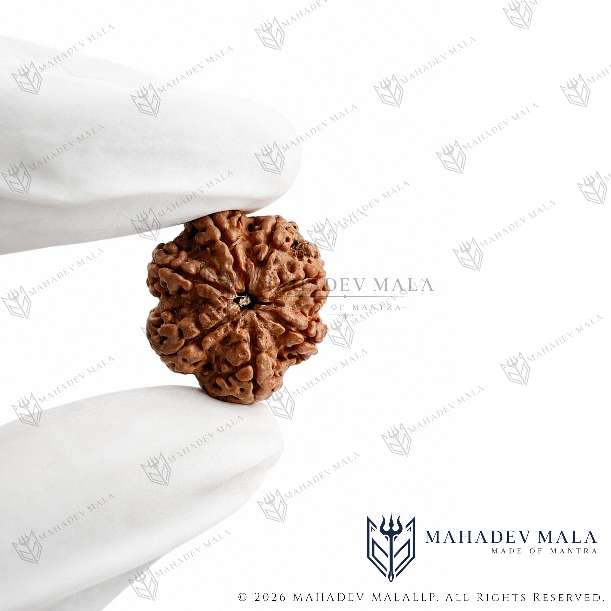 Natural Nepali 7 Mukhi Rudraksha bead held in a gloved hand showing the central hole
