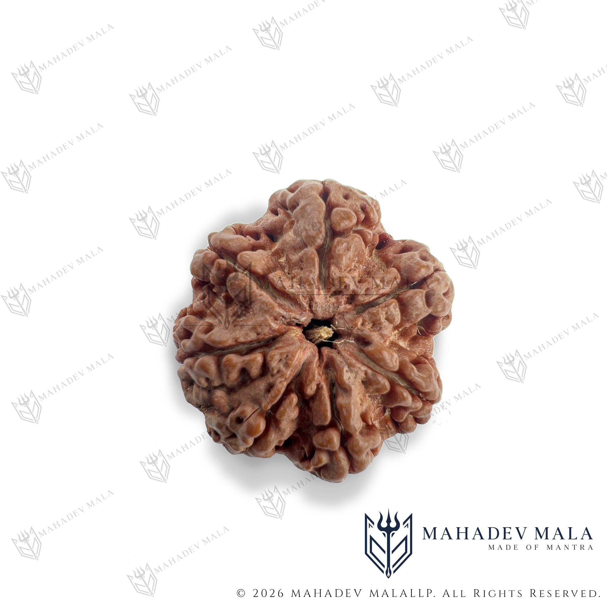 First face view of natural certified Nepali 7 Mukhi Rudraksha bead