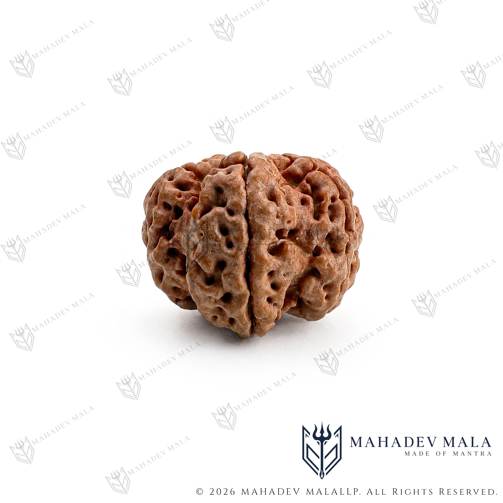 Side view of natural certified Nepali 7 Mukhi Rudraksha