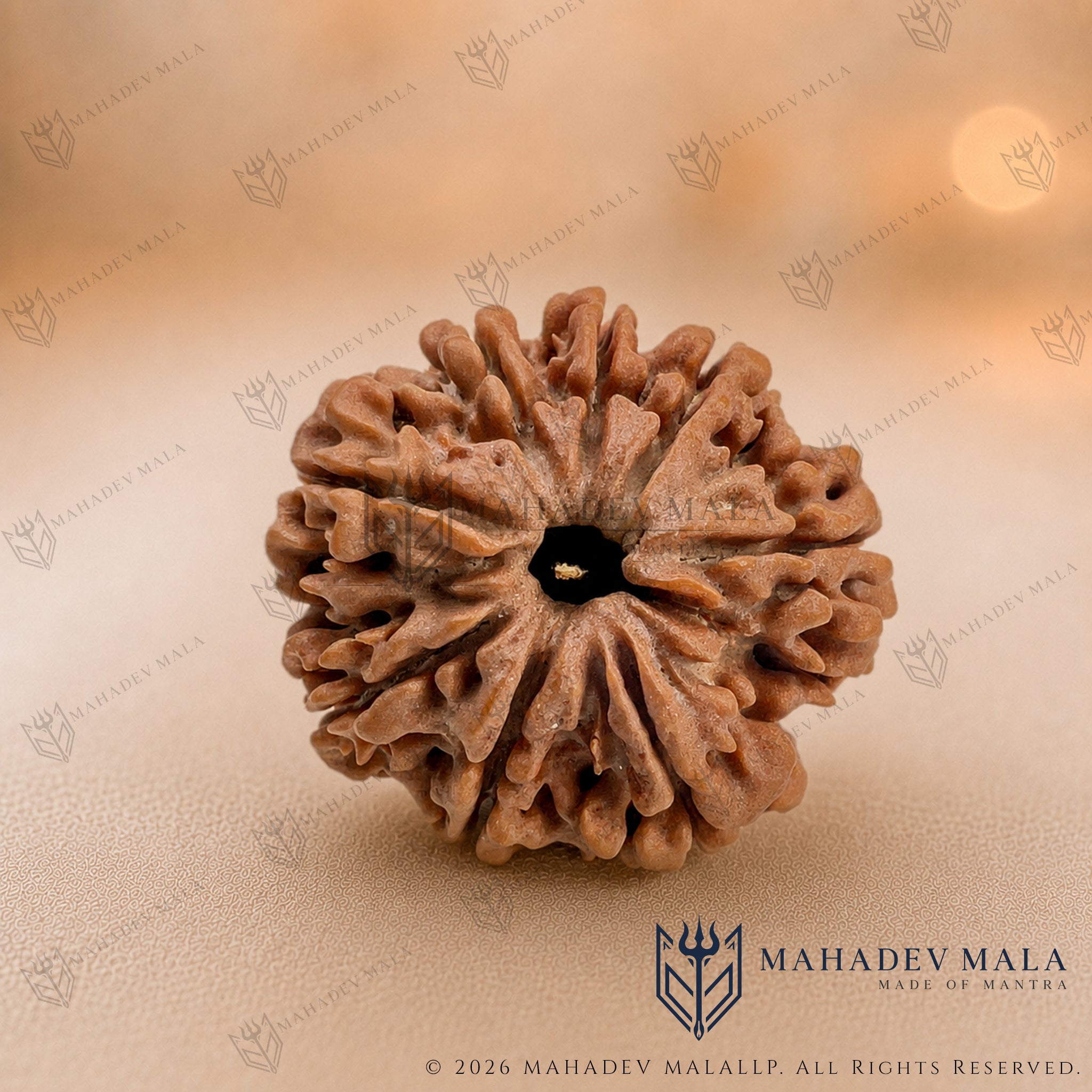 Natural Nepali 8 Mukhi Rudraksha bead on a warm beige background