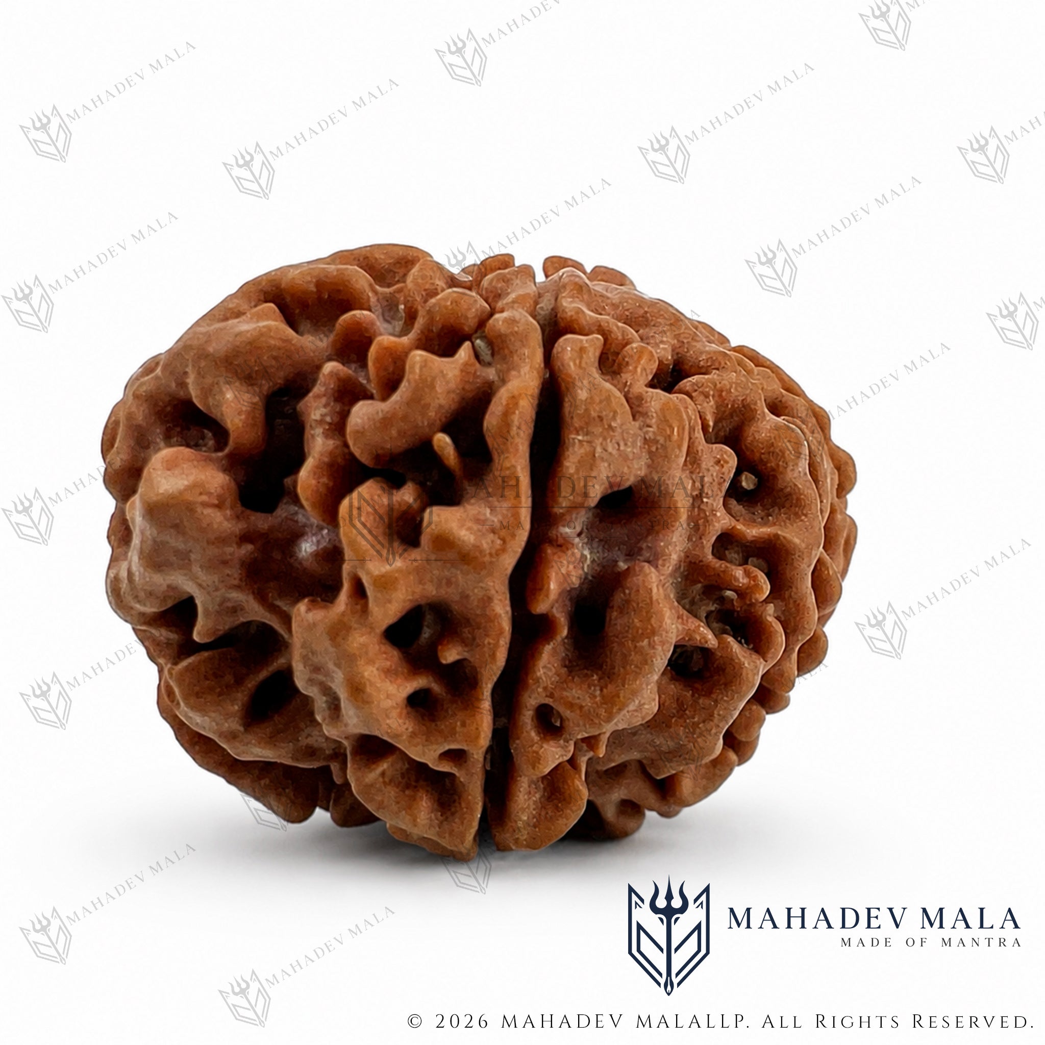 Side surface of natural Nepali 8 Mukhi Rudraksha showing its Mukhi lines