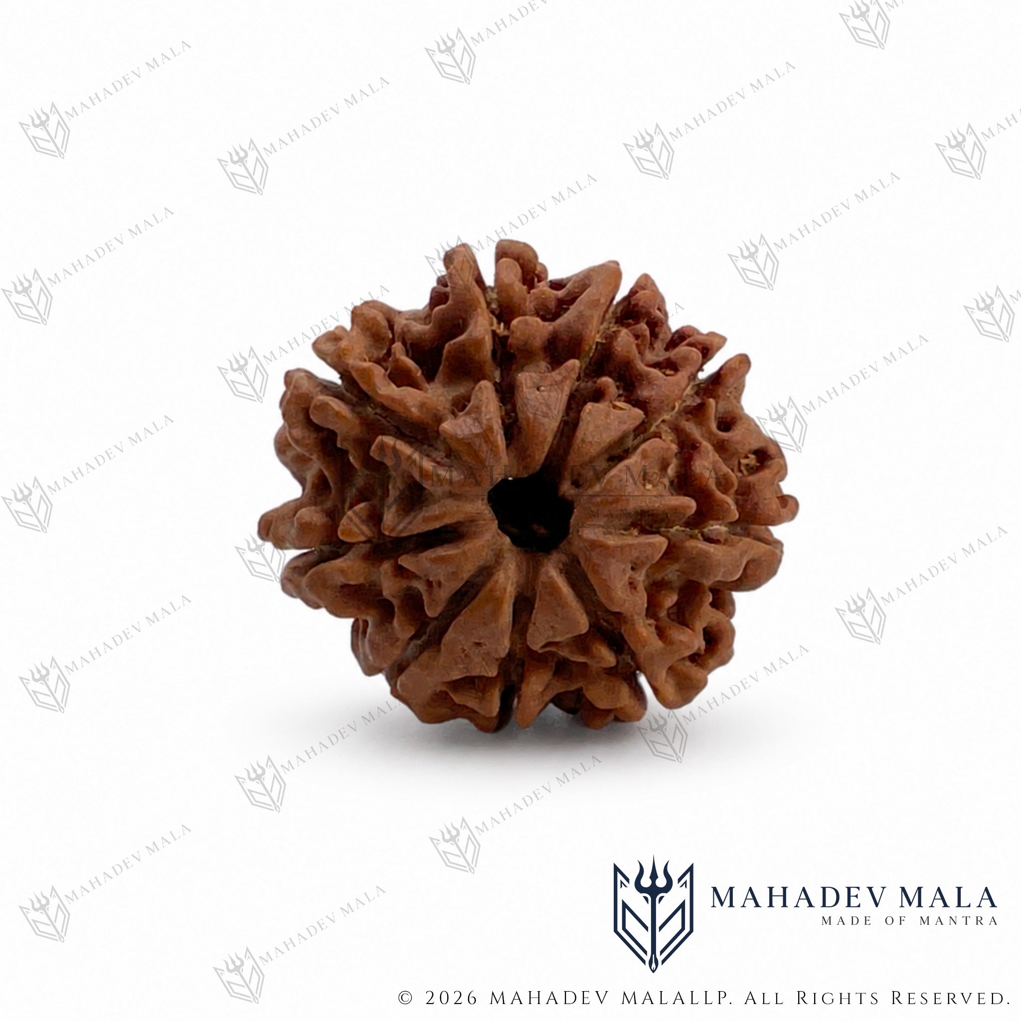 Close-up view of natural certified Nepali 9 Mukhi Rudraksha bead