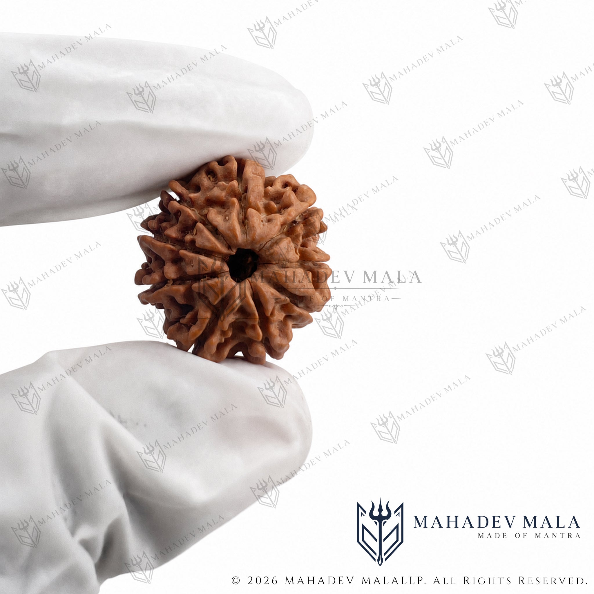 Natural certified Nepali 9 Mukhi Rudraksha bead held in a gloved hand