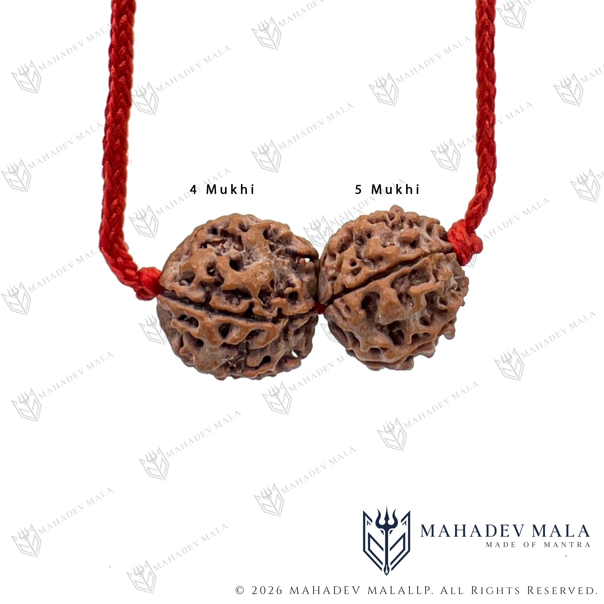 Close-up of natural 4 Mukhi and 5 Mukhi Rudraksha in Budh Guru Kavach