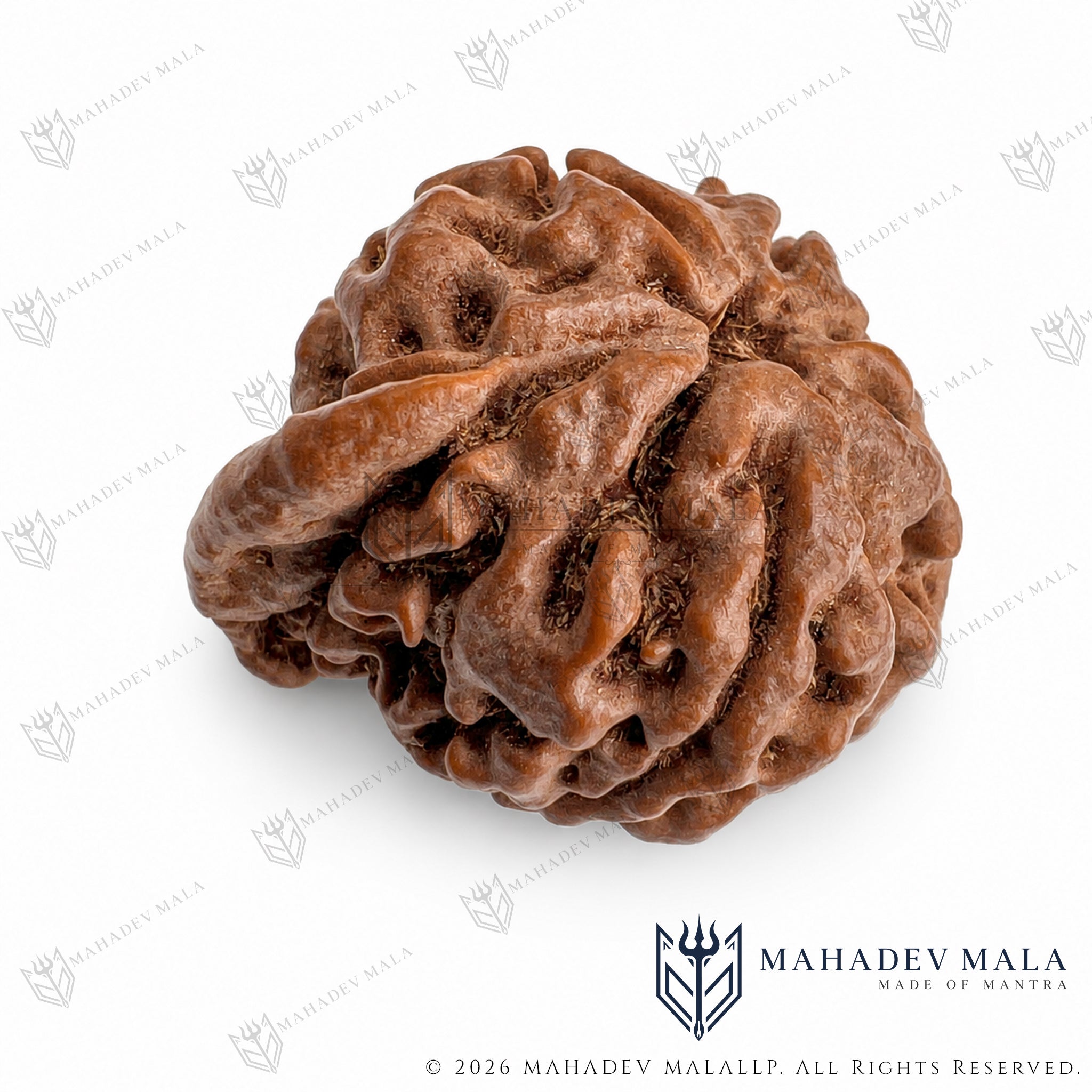 Close-up of the natural trunk-like projection on Nepali Ganesh Rudraksha