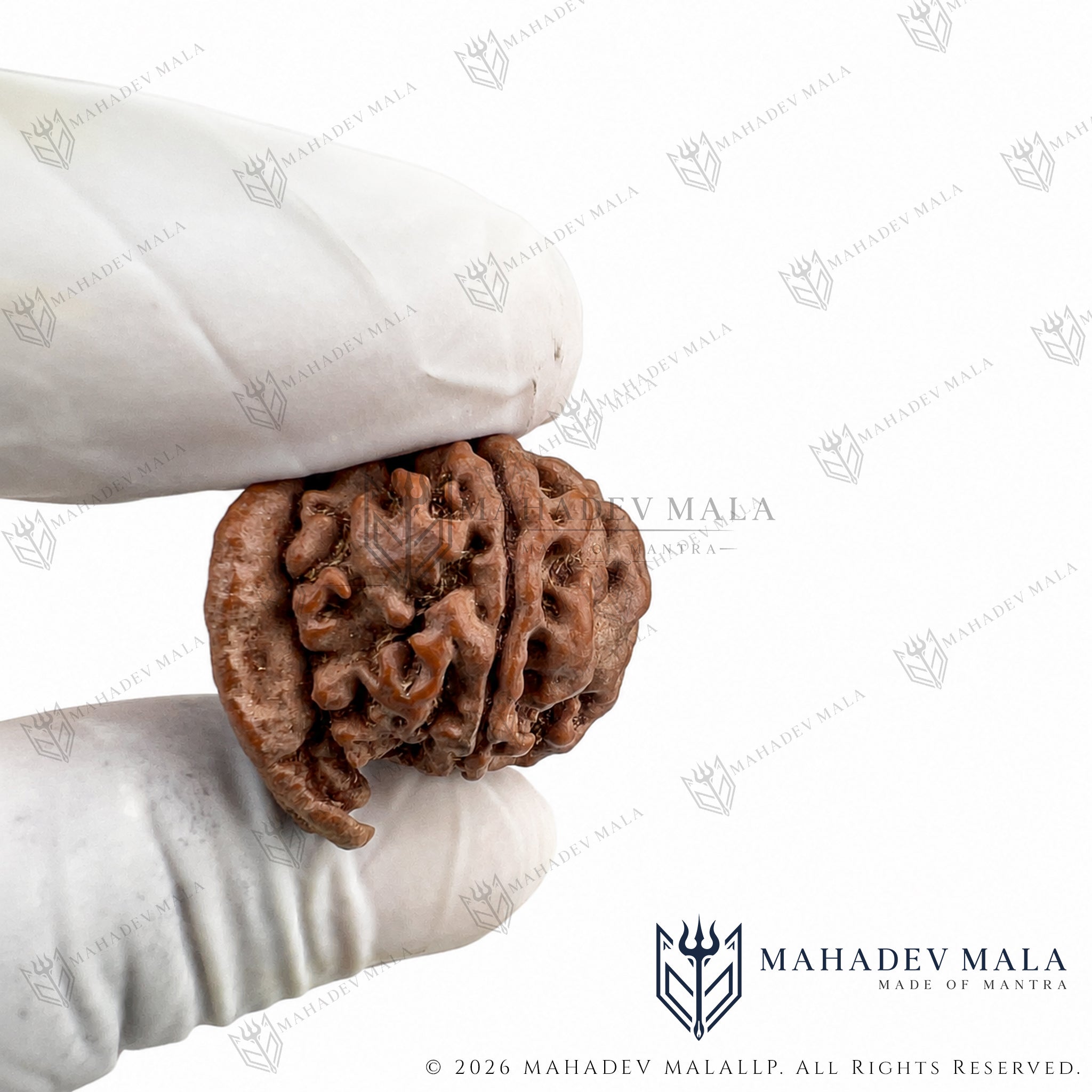 Natural Nepali Ganesh Rudraksha held in a gloved hand