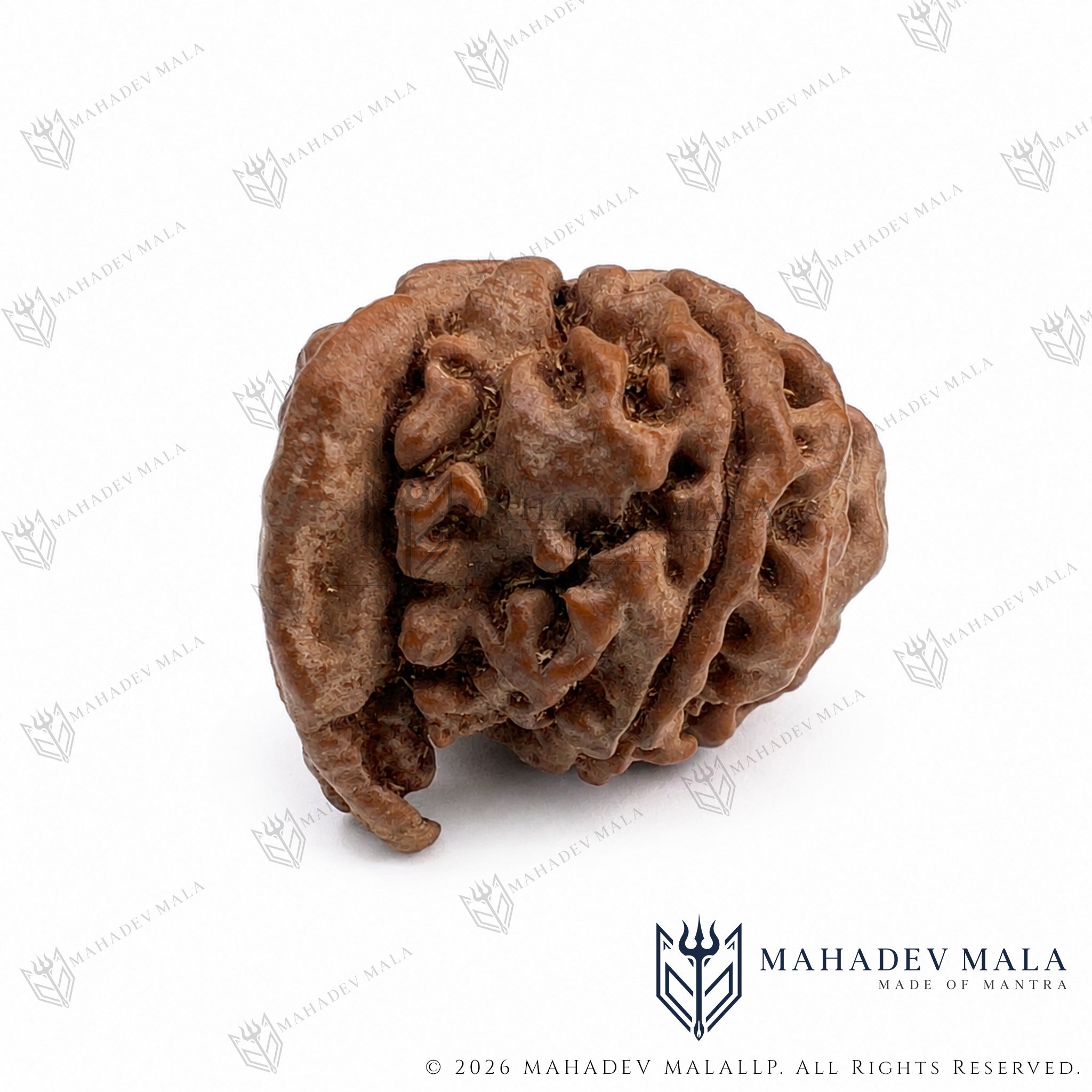 Natural surface and Mukhi lines of Nepali Ganesh Rudraksha