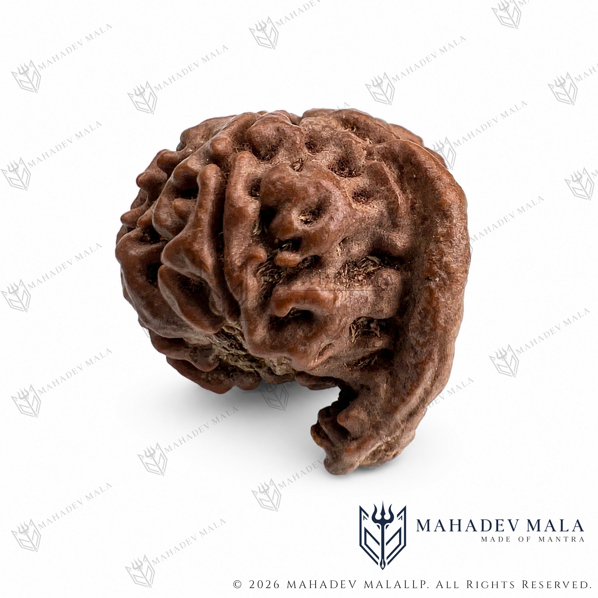 Natural trunk-like formation on certified Nepali Ganesh Rudraksha