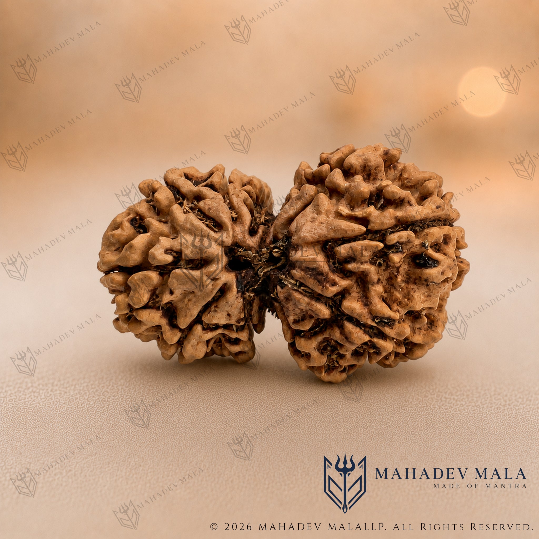 Natural Nepali Gauri Shankar Rudraksha on a warm beige background