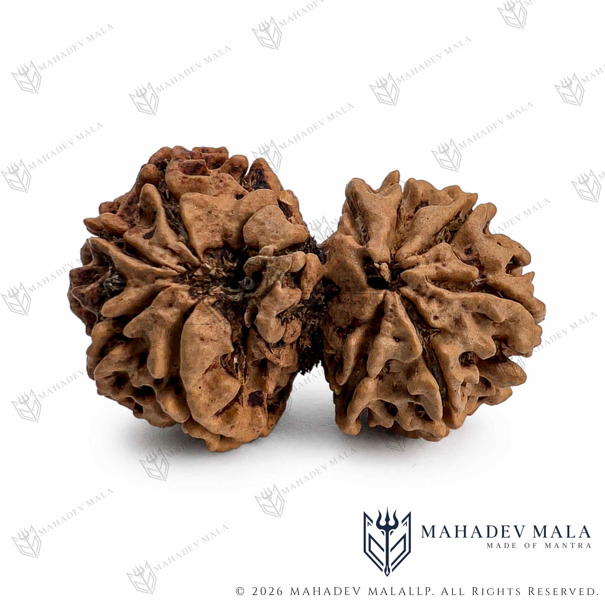 Two naturally joined beads of Nepali Gauri Shankar Rudraksha
