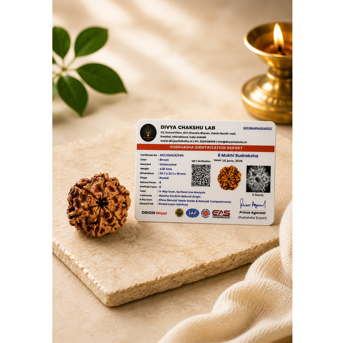 Natural Rudraksha with independent laboratory certificate for authenticity and Mukhi verification