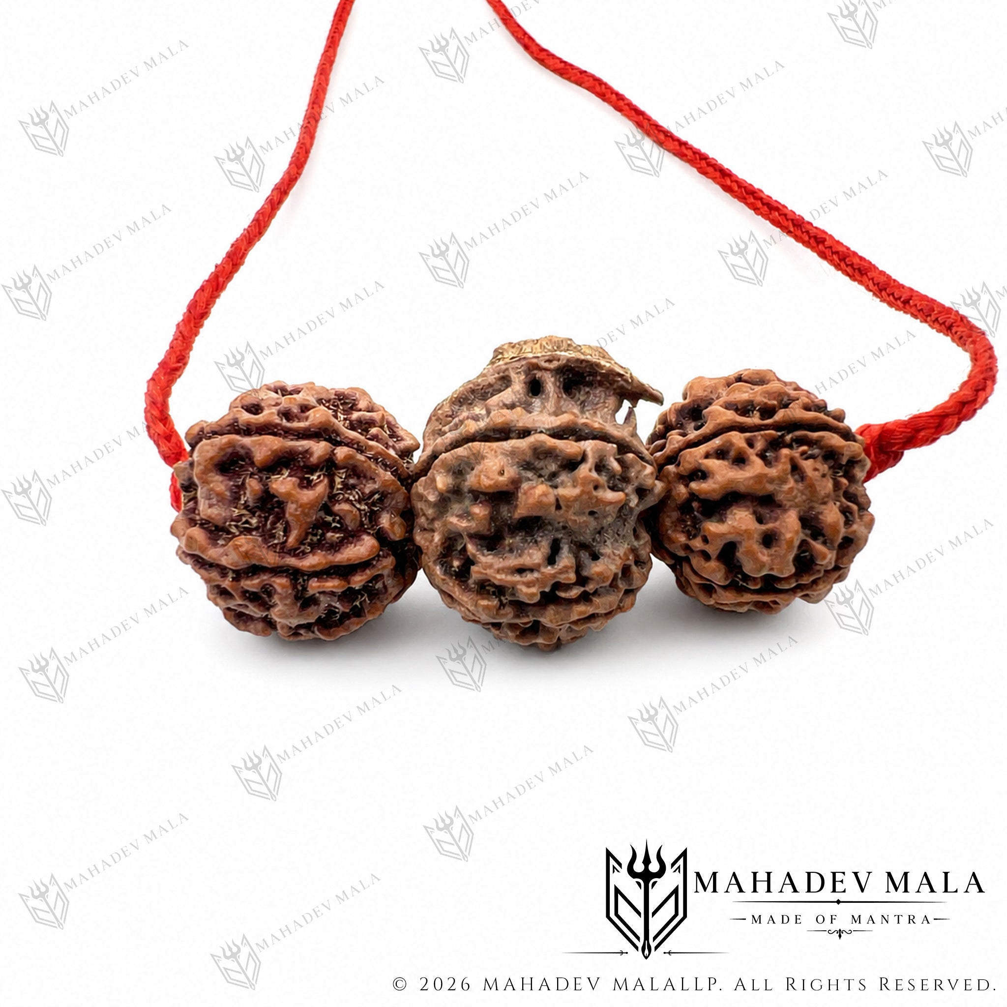 Close-up of 4 Mukhi, Ganesh and 6 Mukhi Rudraksha arrangement