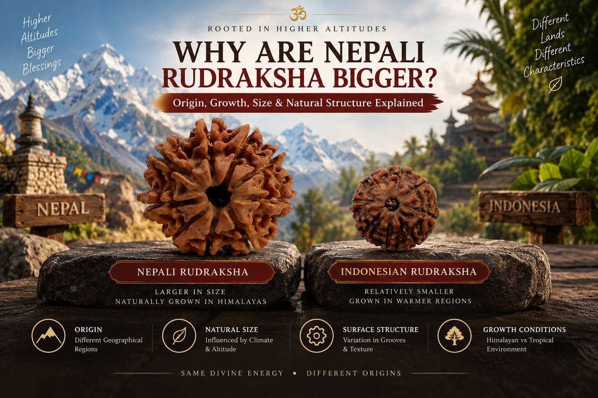 Nepali vs Indonesian Rudraksha size comparison showing larger Nepali Rudraksha and smaller Indonesian Rudraksha with differences in origin, growth conditions and natural structure