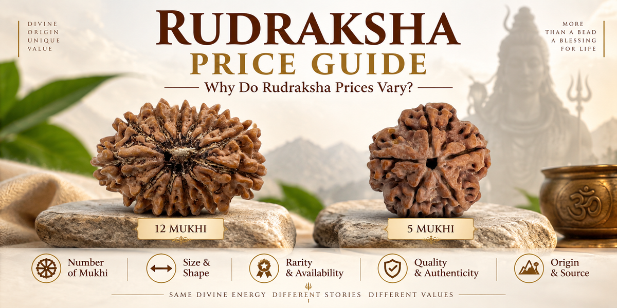  Rudraksha Price Guide showing 12 Mukhi and 5 Mukhi Rudraksha and key factors that affect Rudraksha prices