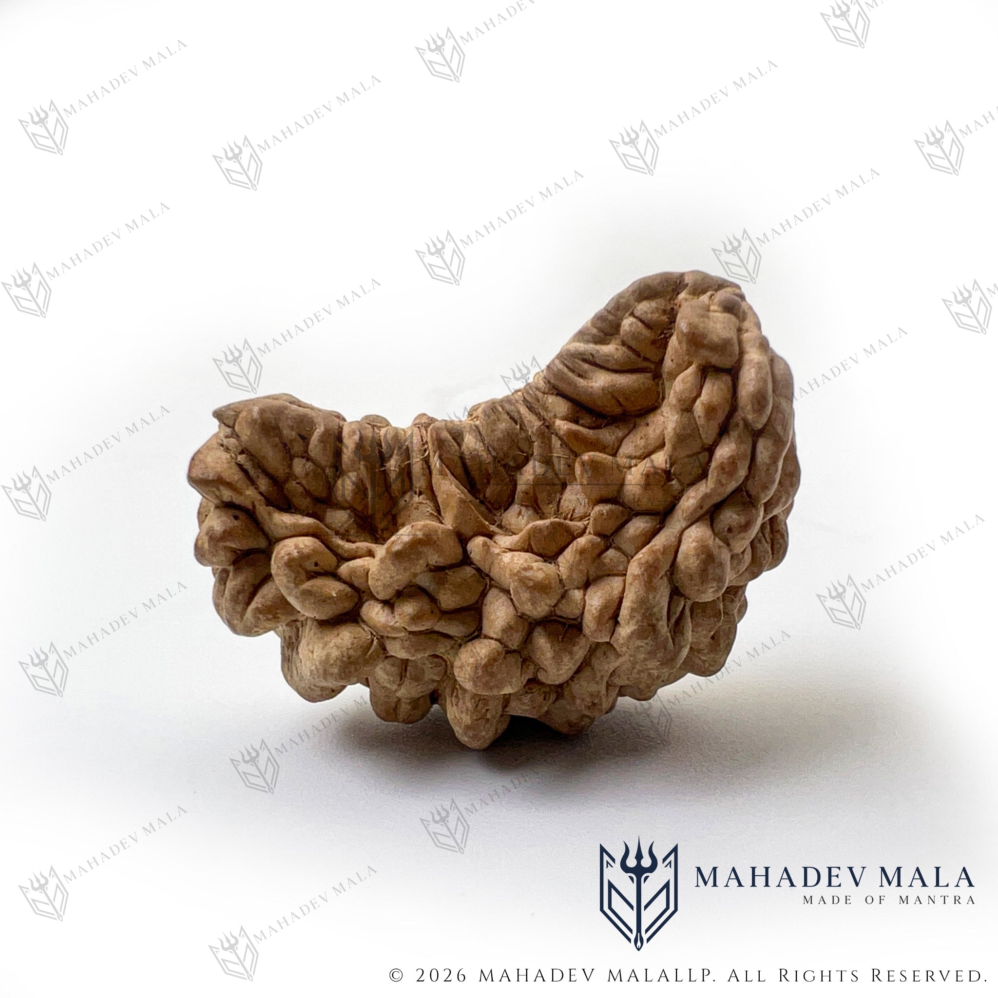 Front view of natural Indian 1 Mukhi Rudraksha Kaju Shape bead