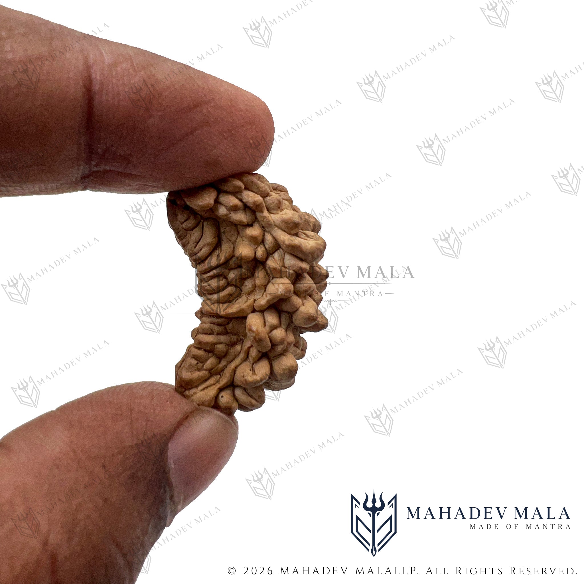 Natural Indian 1 Mukhi Rudraksha Kaju Shape bead held in hand