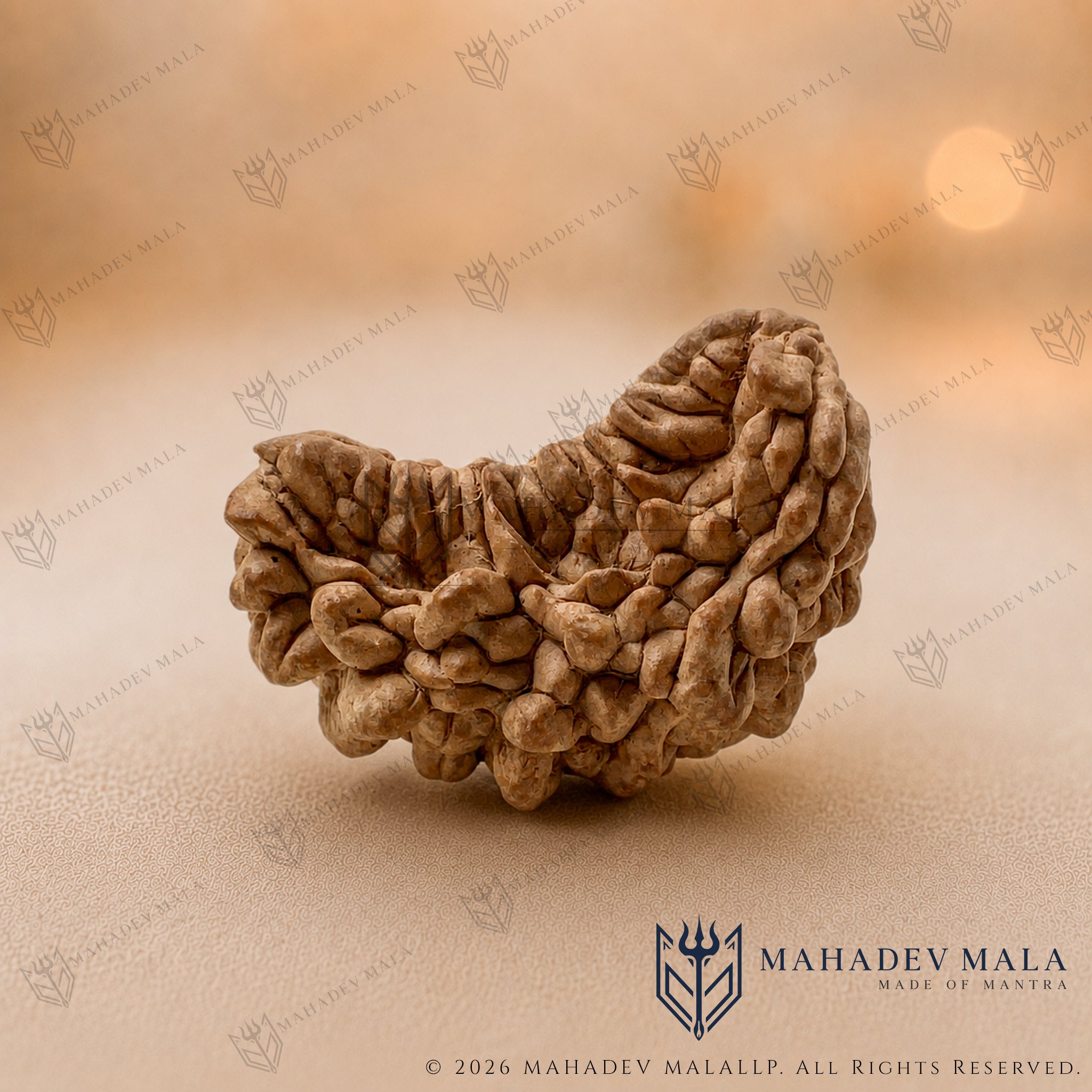 Natural Indian 1 Mukhi Rudraksha Kaju Shape bead on a warm beige background