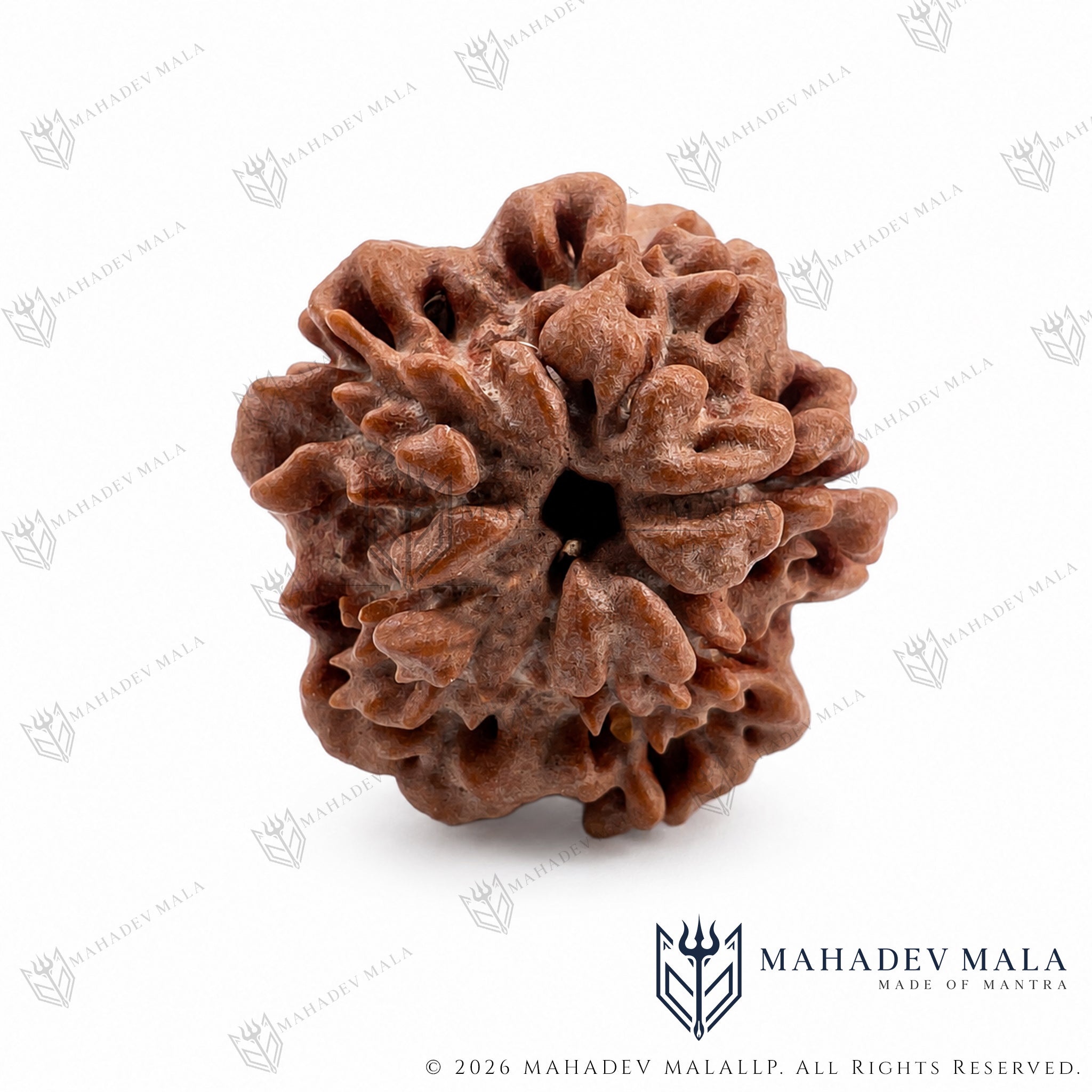 Alternate view of natural Nepali 1 Mukhi Underdeveloped Rudraksha