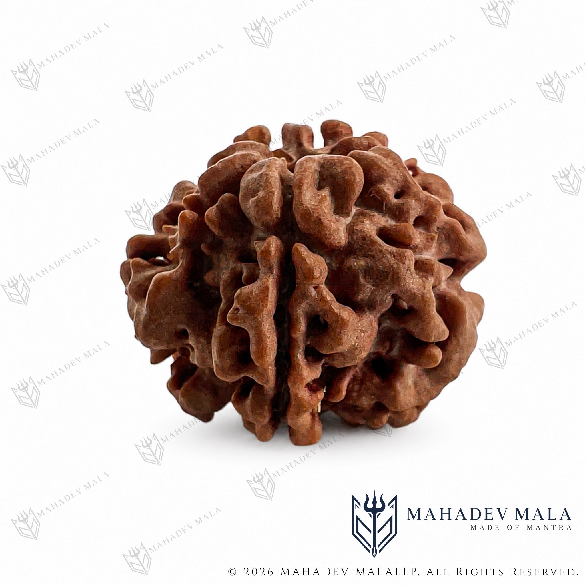 Natural formation of certified Nepali 1 Mukhi Underdeveloped Rudraksha