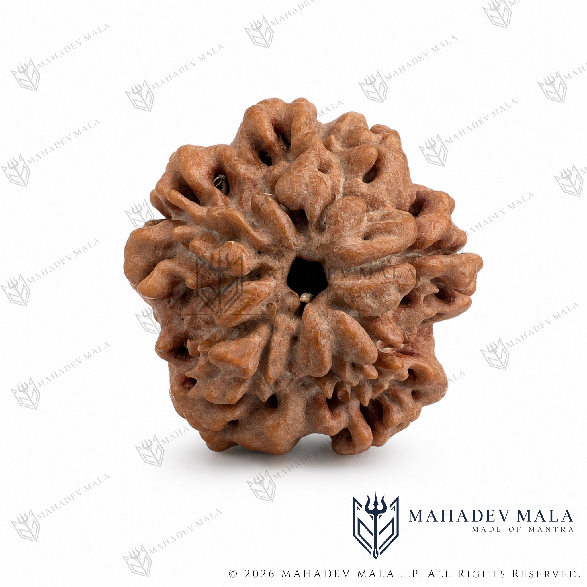 Natural surface pattern of Nepali 1 Mukhi Underdeveloped Rudraksha