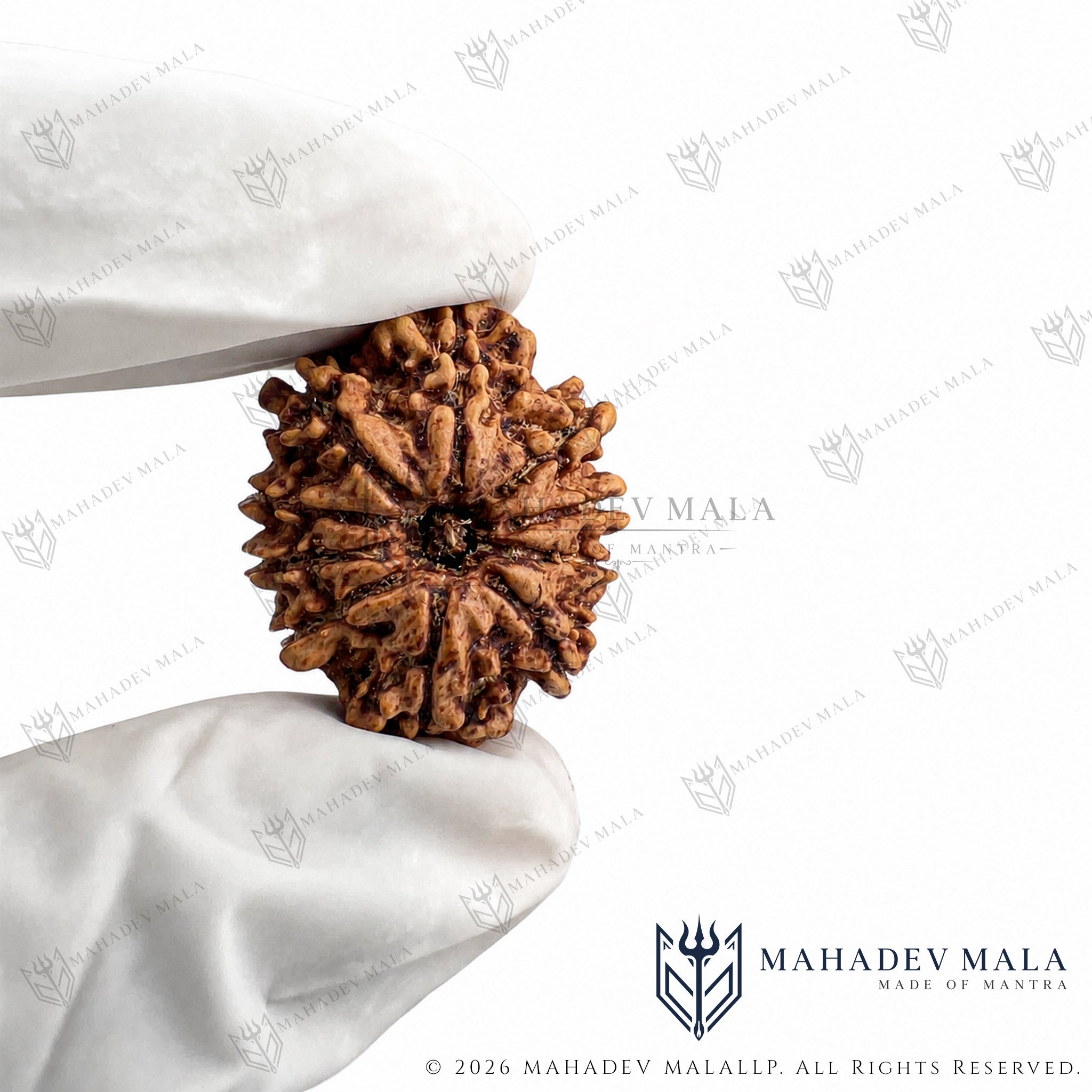 Natural Nepali 10 Mukhi Rudraksha bead held in a gloved hand