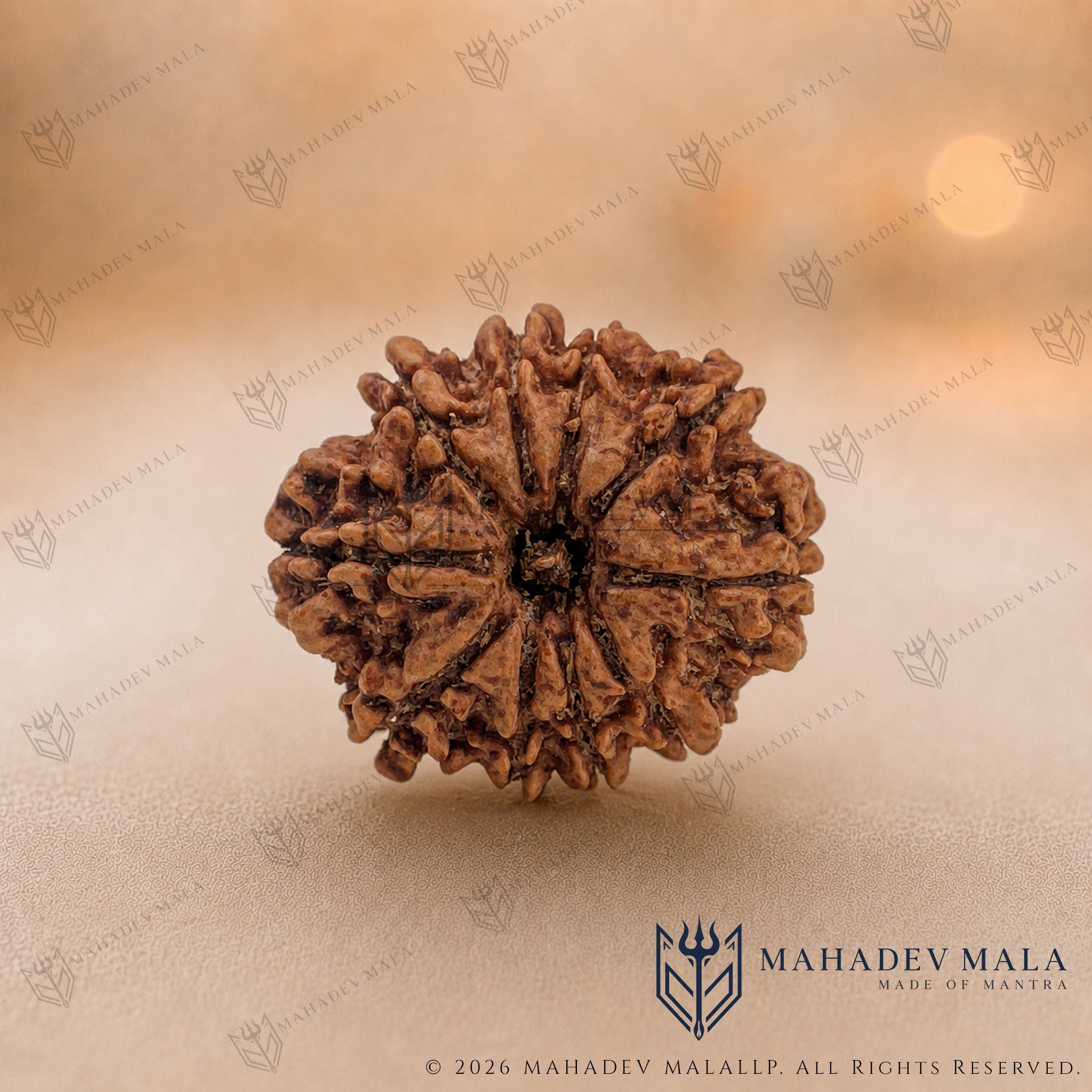 Natural Nepali 10 Mukhi Rudraksha bead on a warm beige background