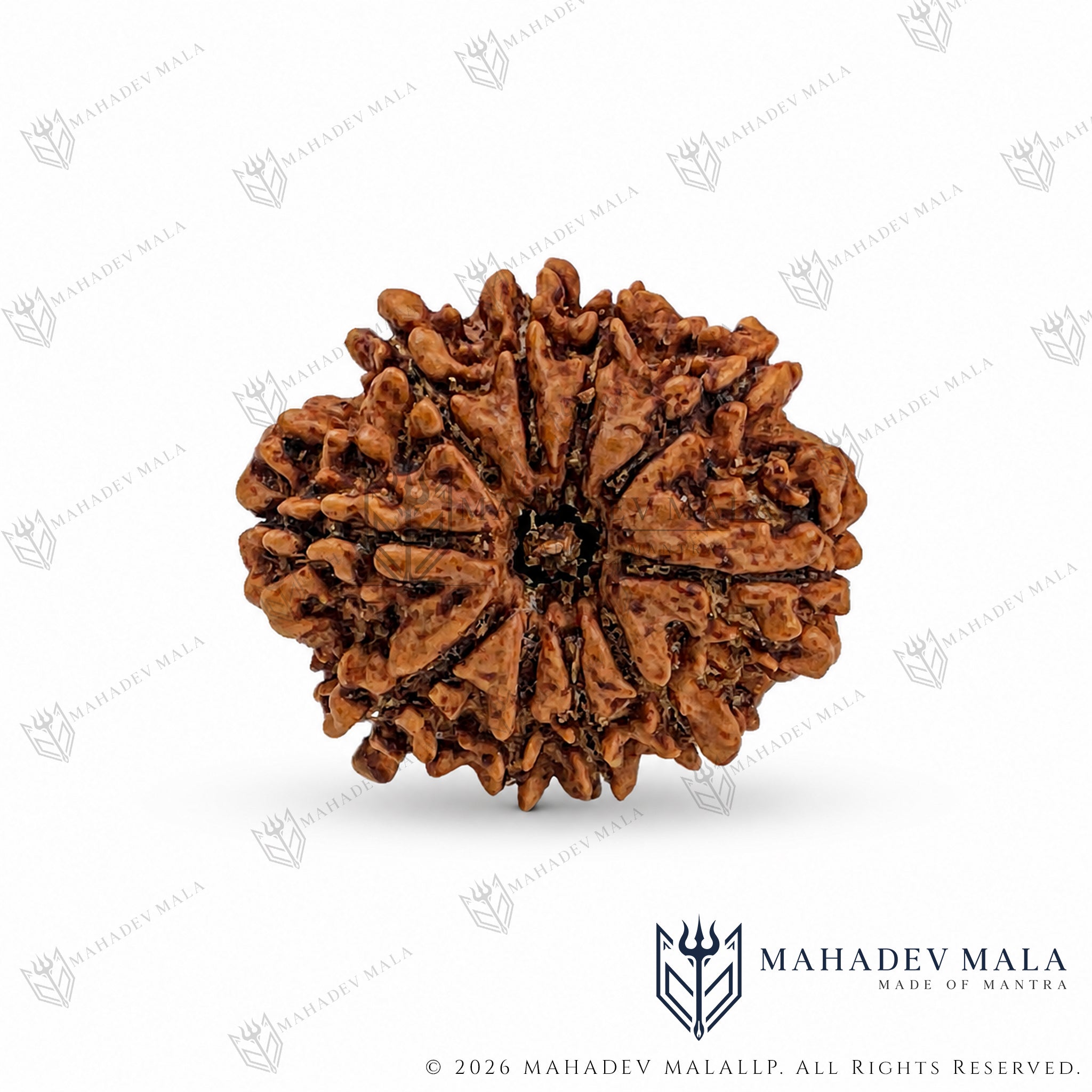 10 Mukhi Rudraksha – Natural Certified Nepali Rudraksha Bead